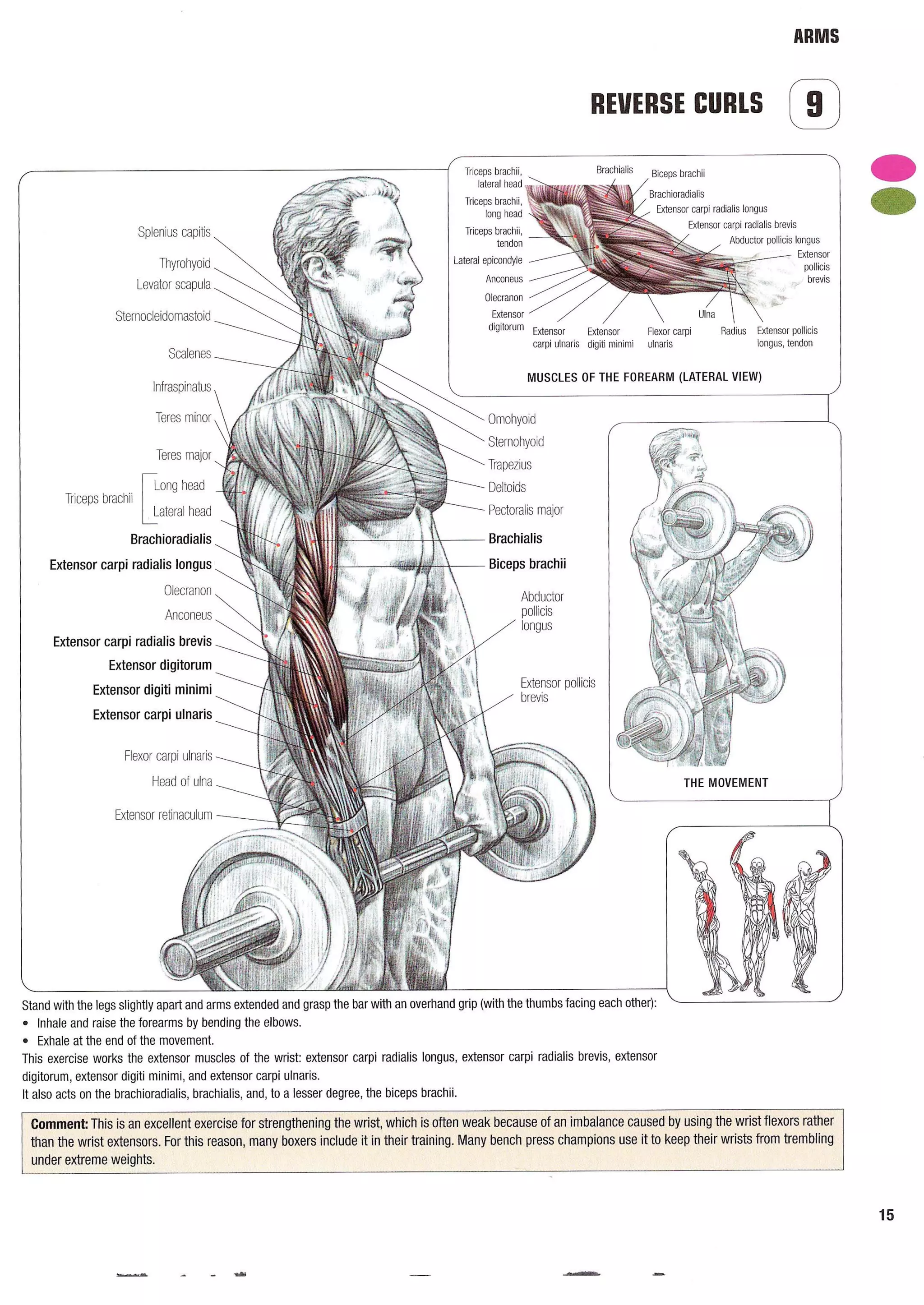 Strength Training Anatomy 2nd Edition