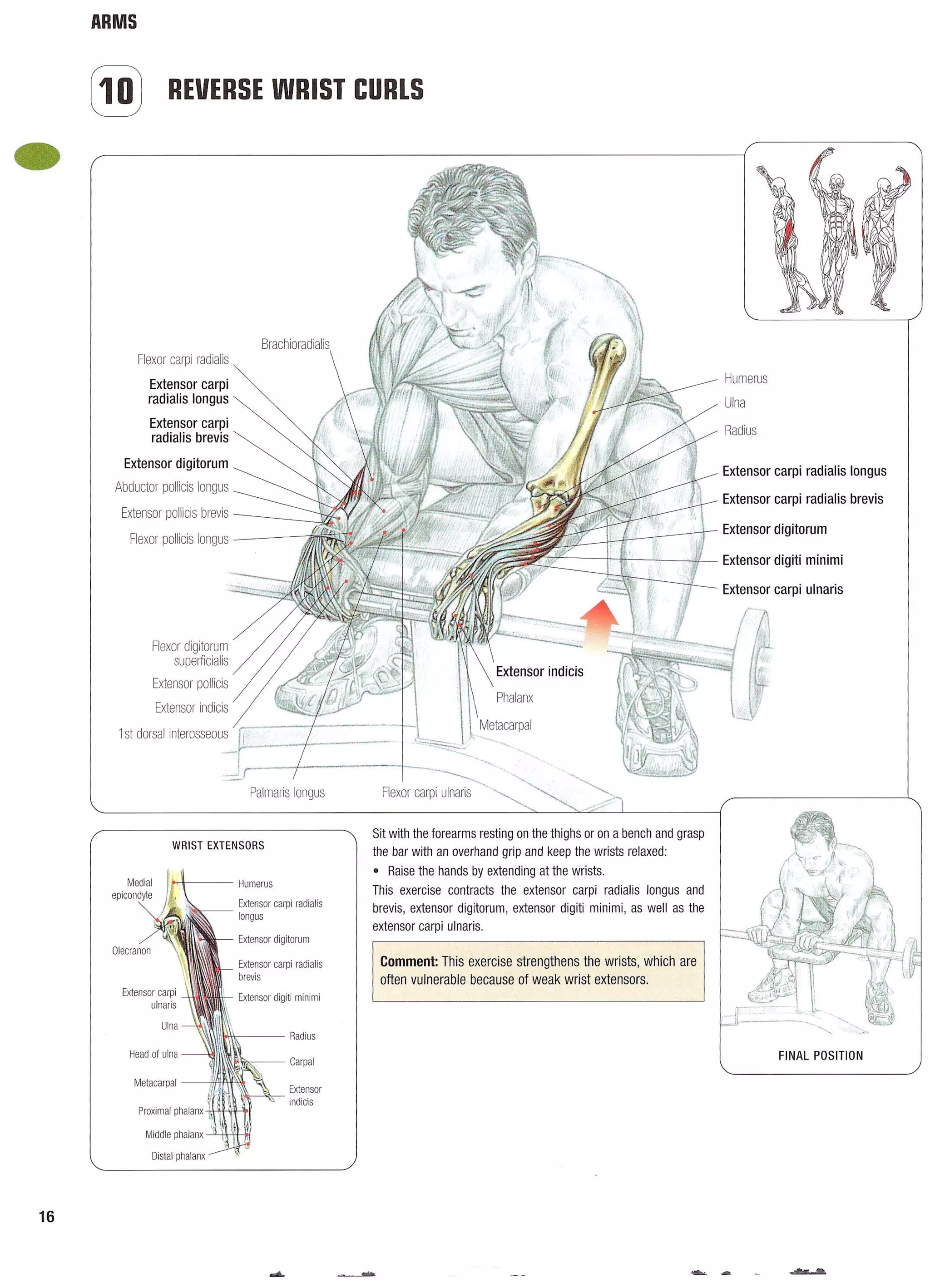 Strength Training Anatomy 2nd Edition