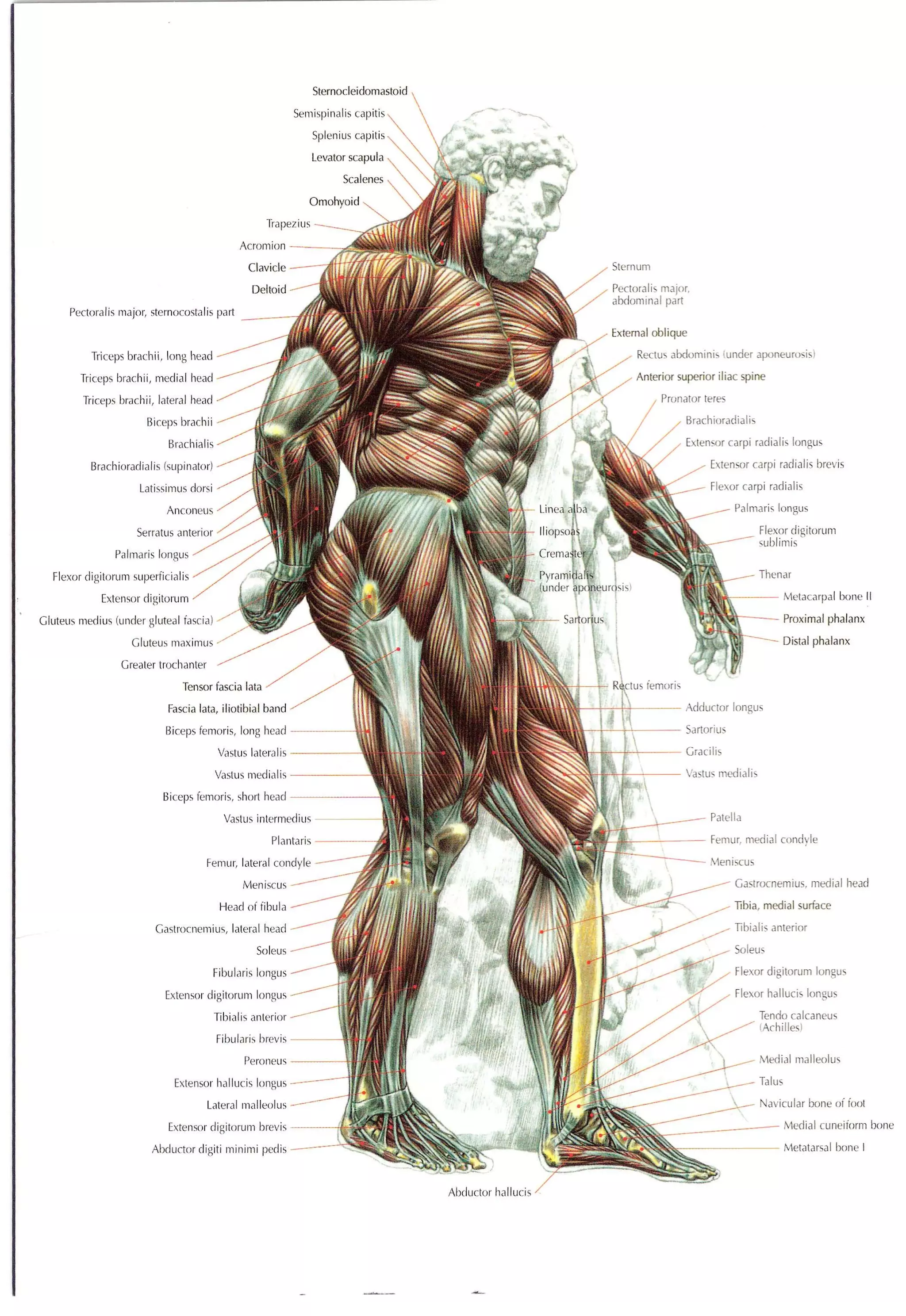 Strength Training Anatomy 2nd Edition