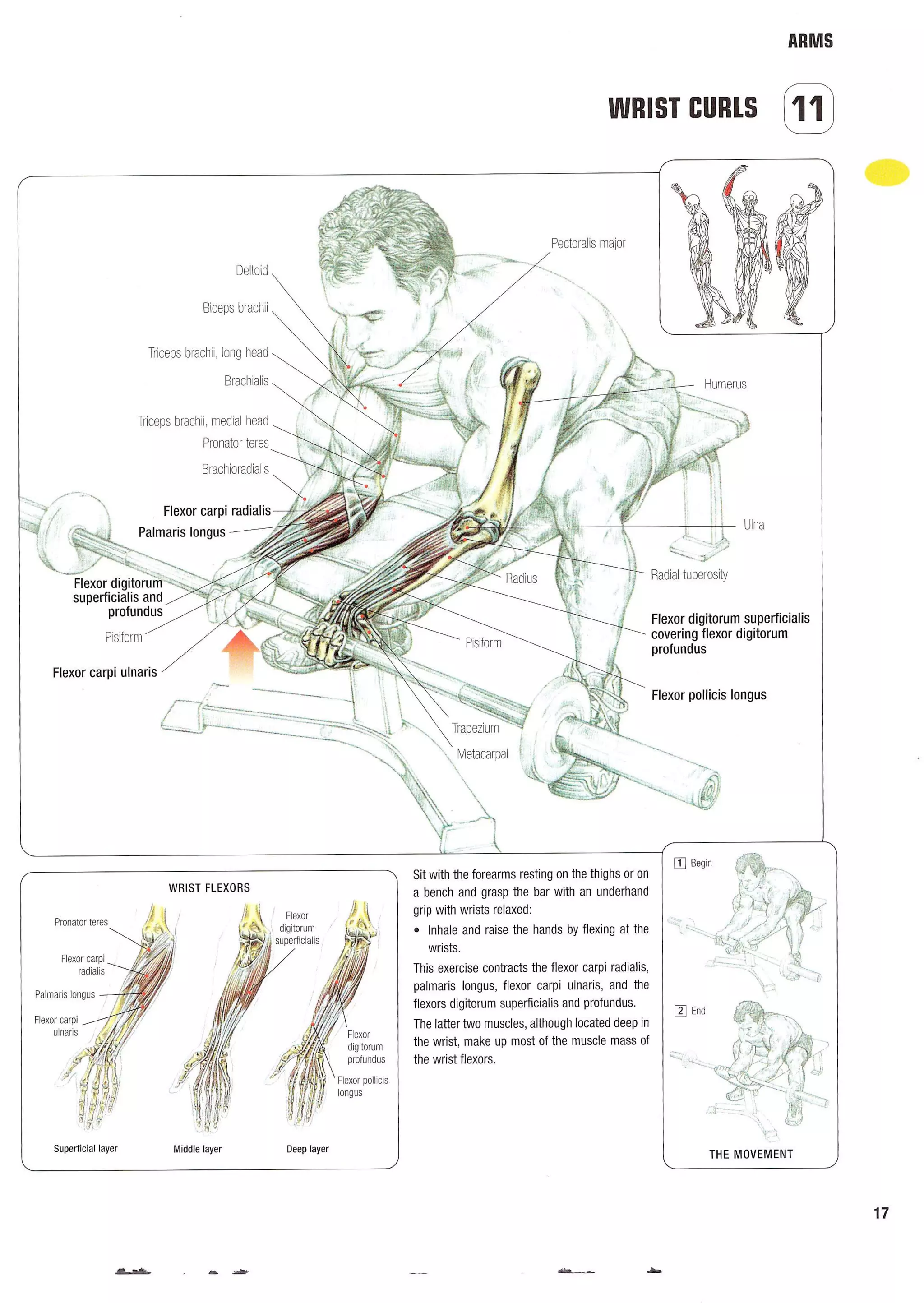 Strength Training Anatomy 2nd Edition