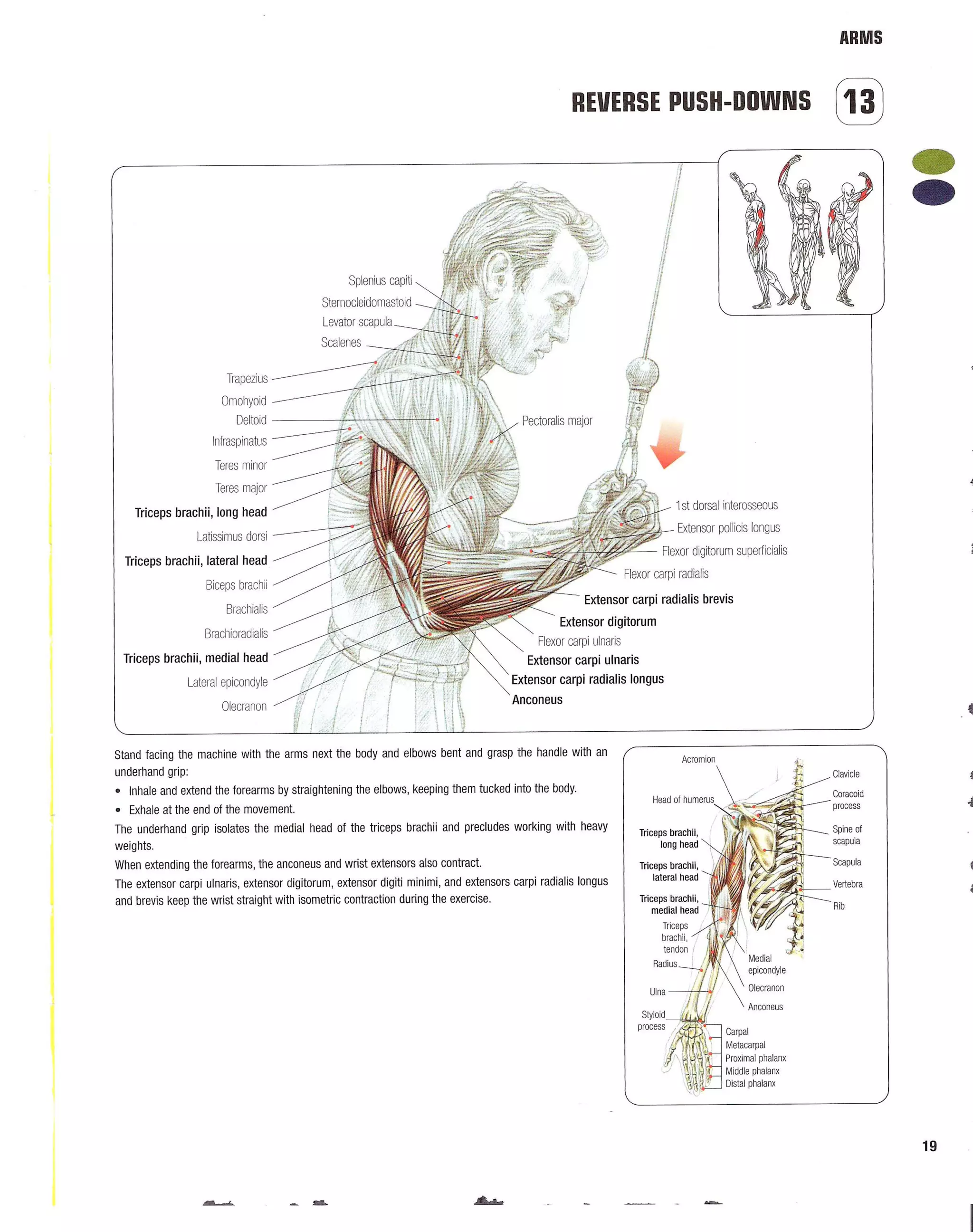 Strength Training Anatomy 2nd Edition