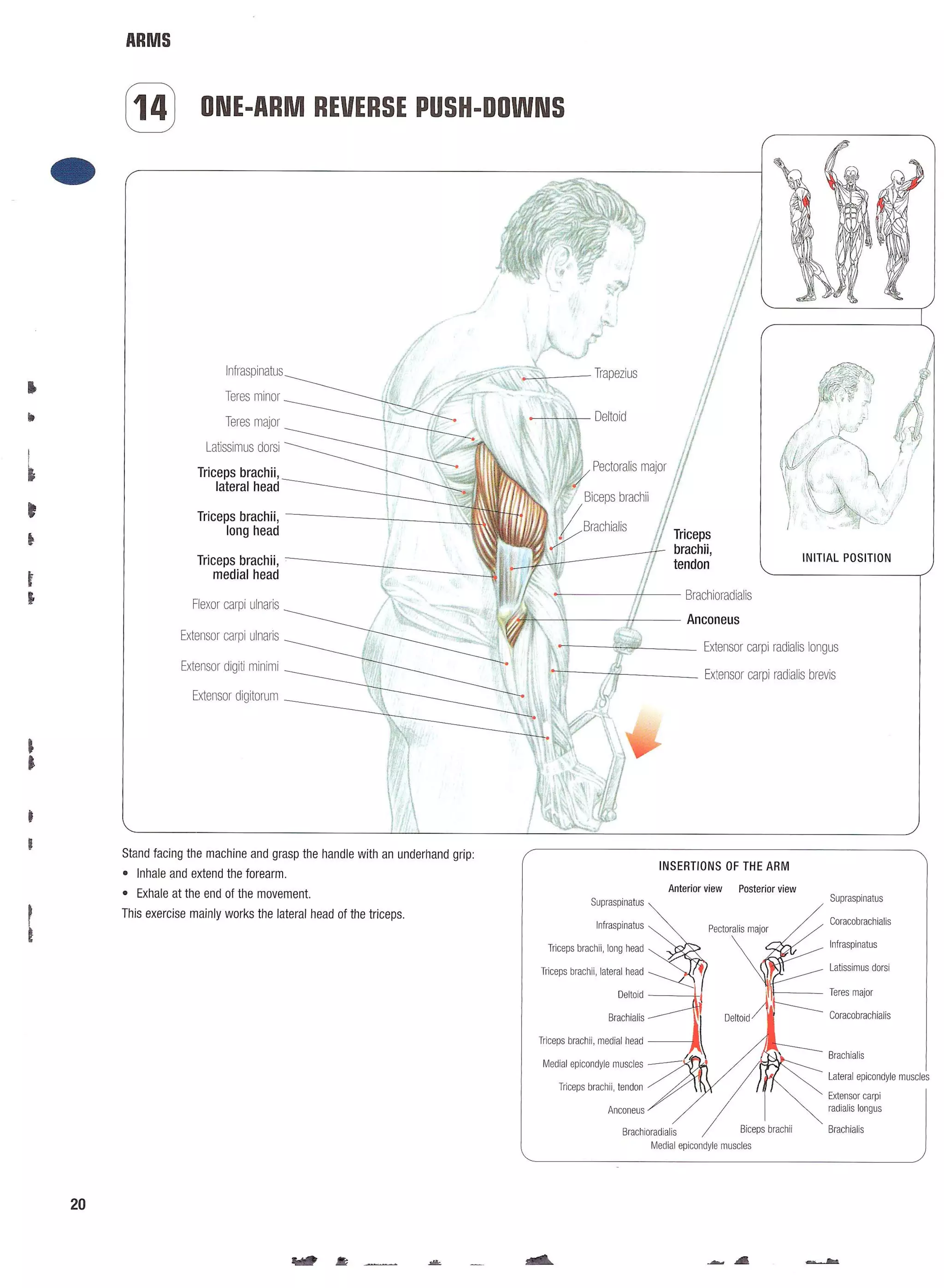 Strength Training Anatomy 2nd Edition