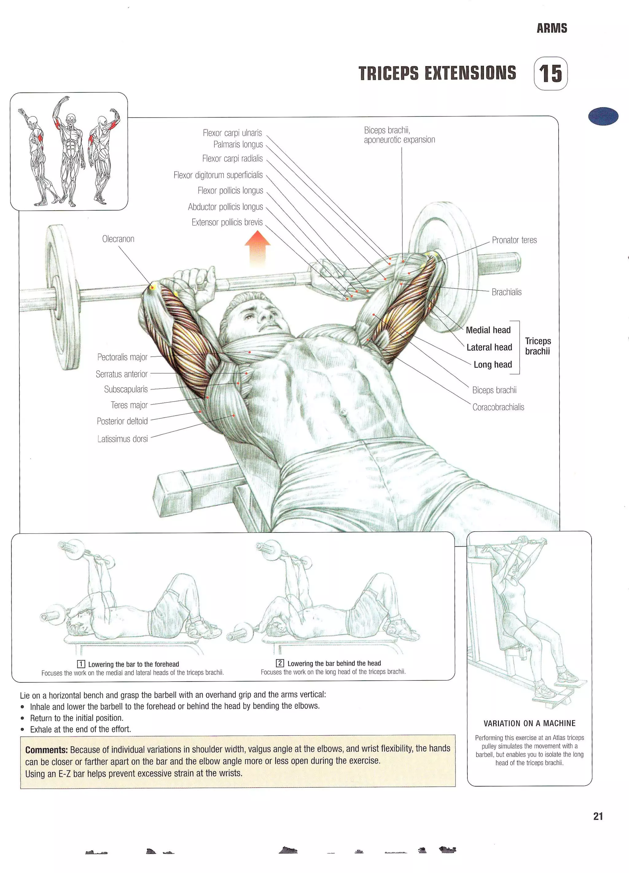Strength Training Anatomy 2nd Edition
