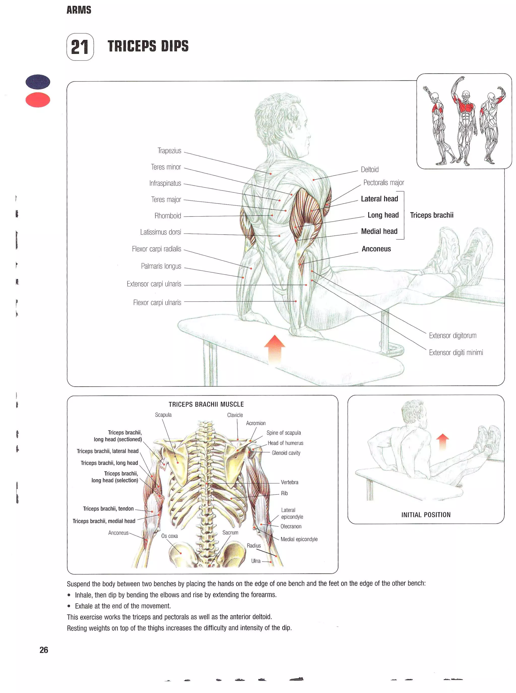 Strength Training Anatomy 2nd Edition
