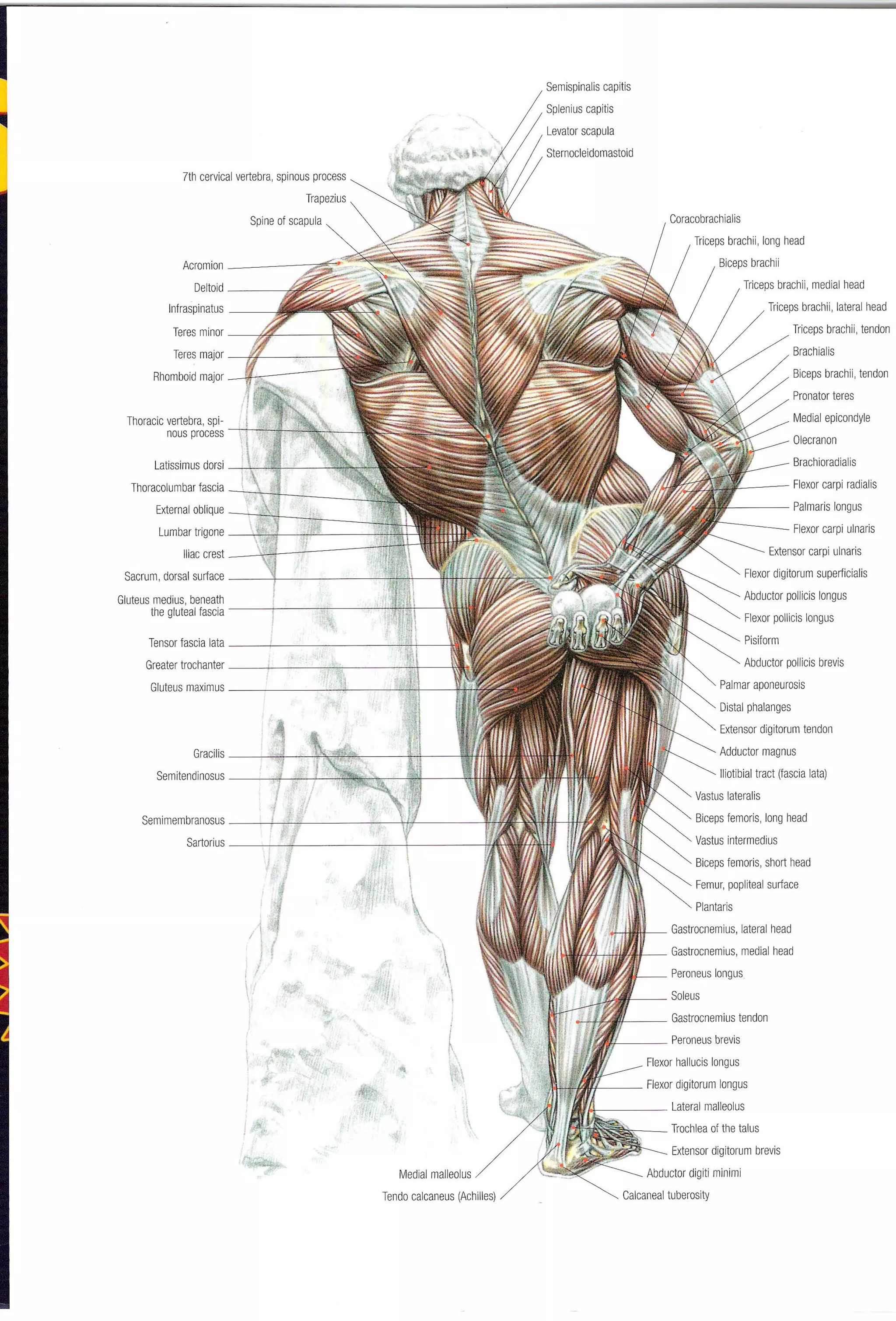 Strength Training Anatomy 2nd Edition