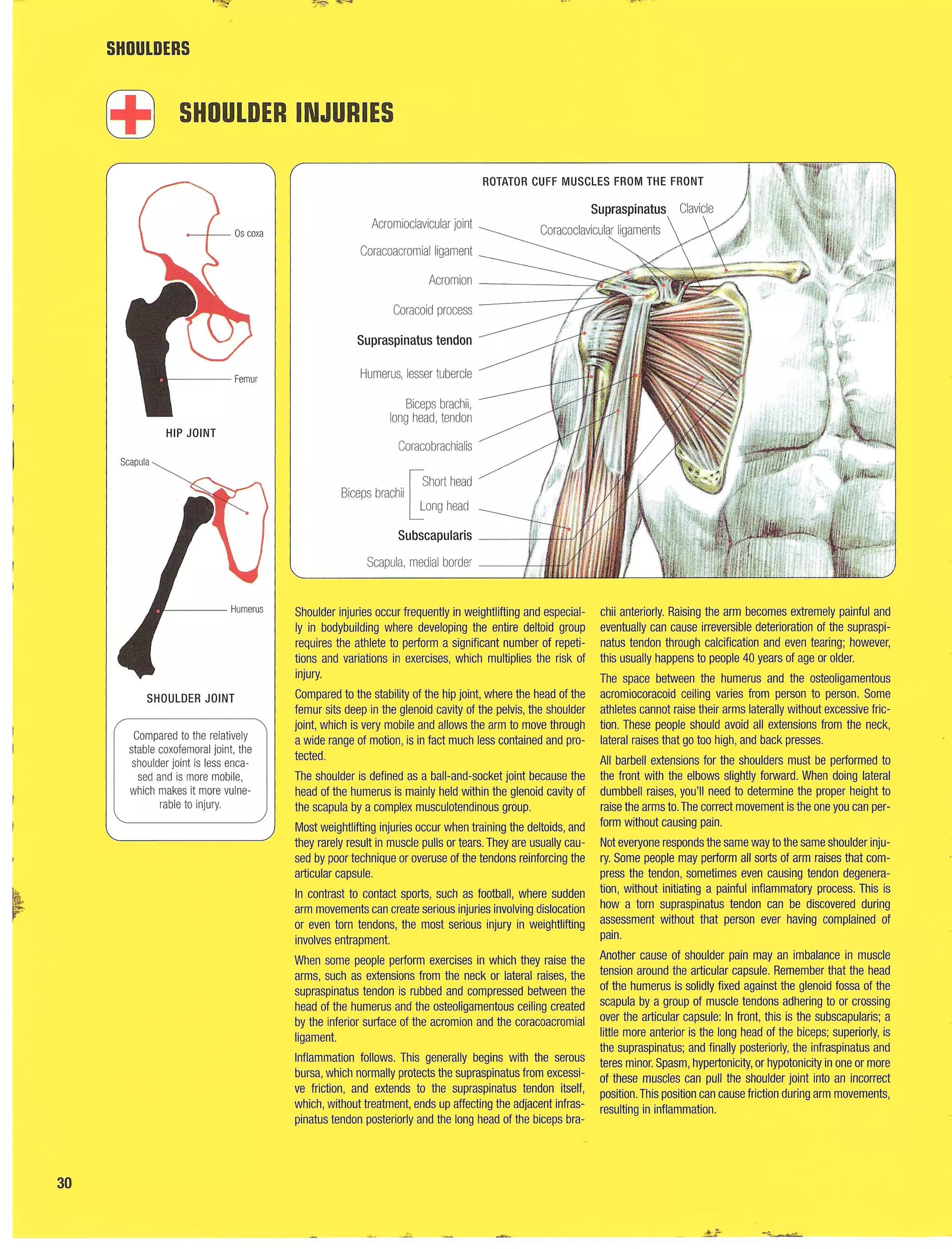 Strength Training Anatomy 2nd Edition