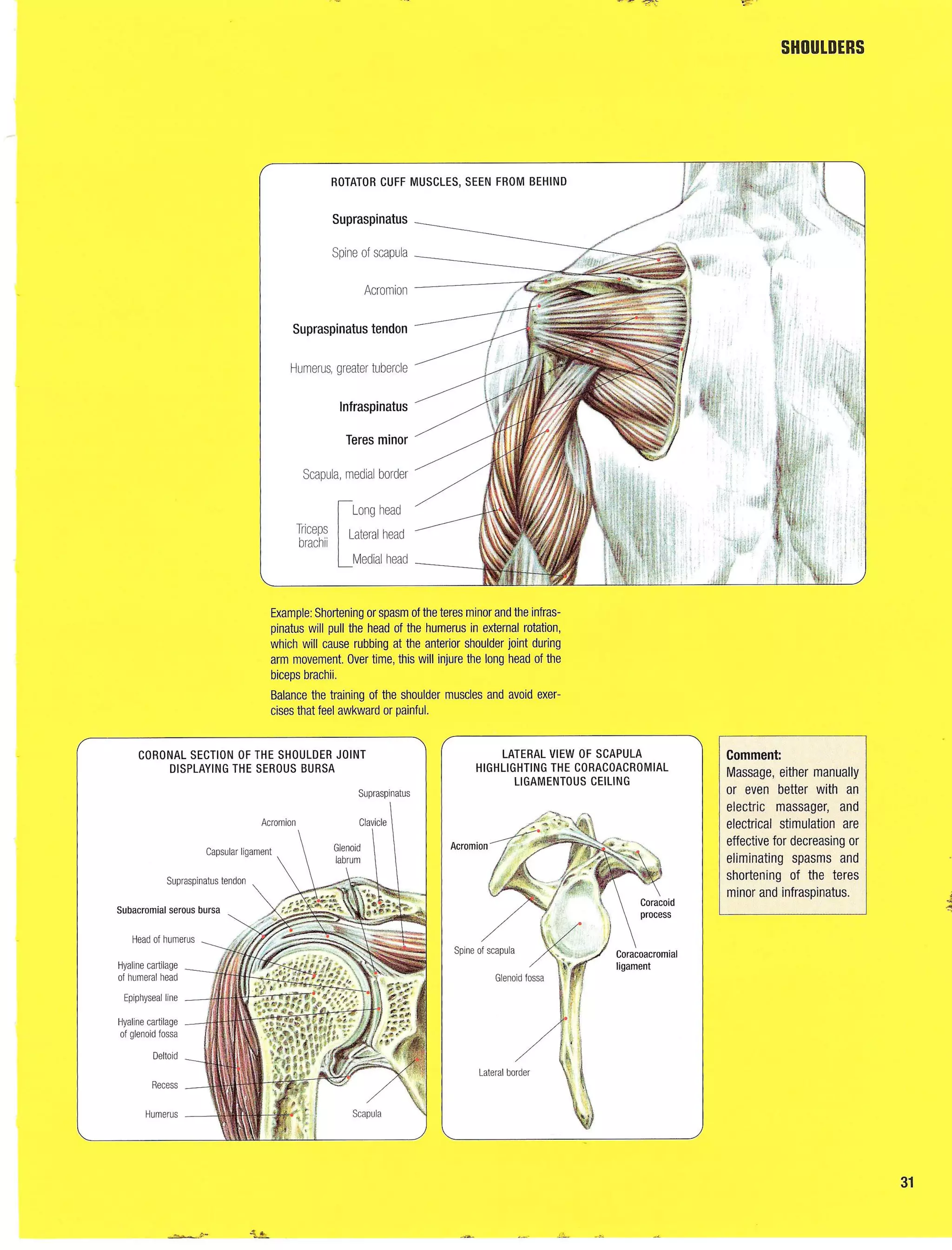 Strength Training Anatomy 2nd Edition