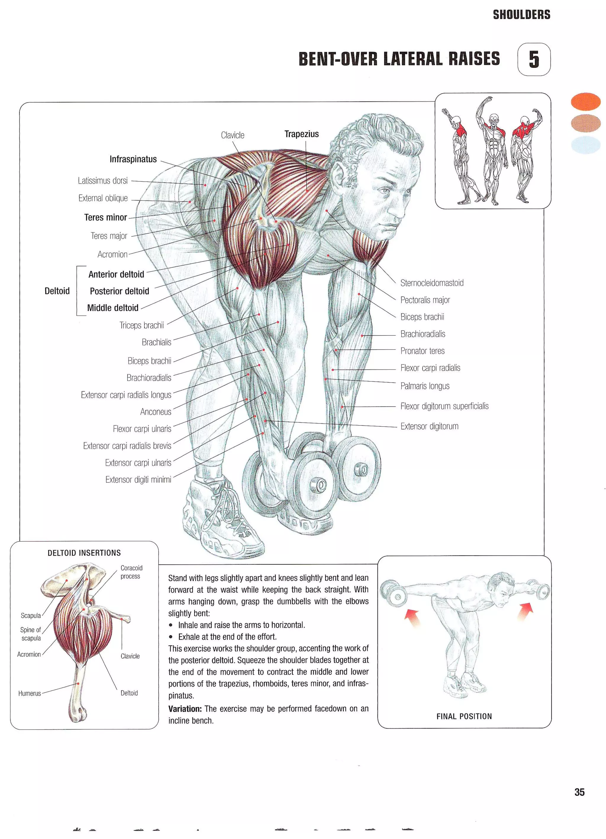 Strength Training Anatomy 2nd Edition