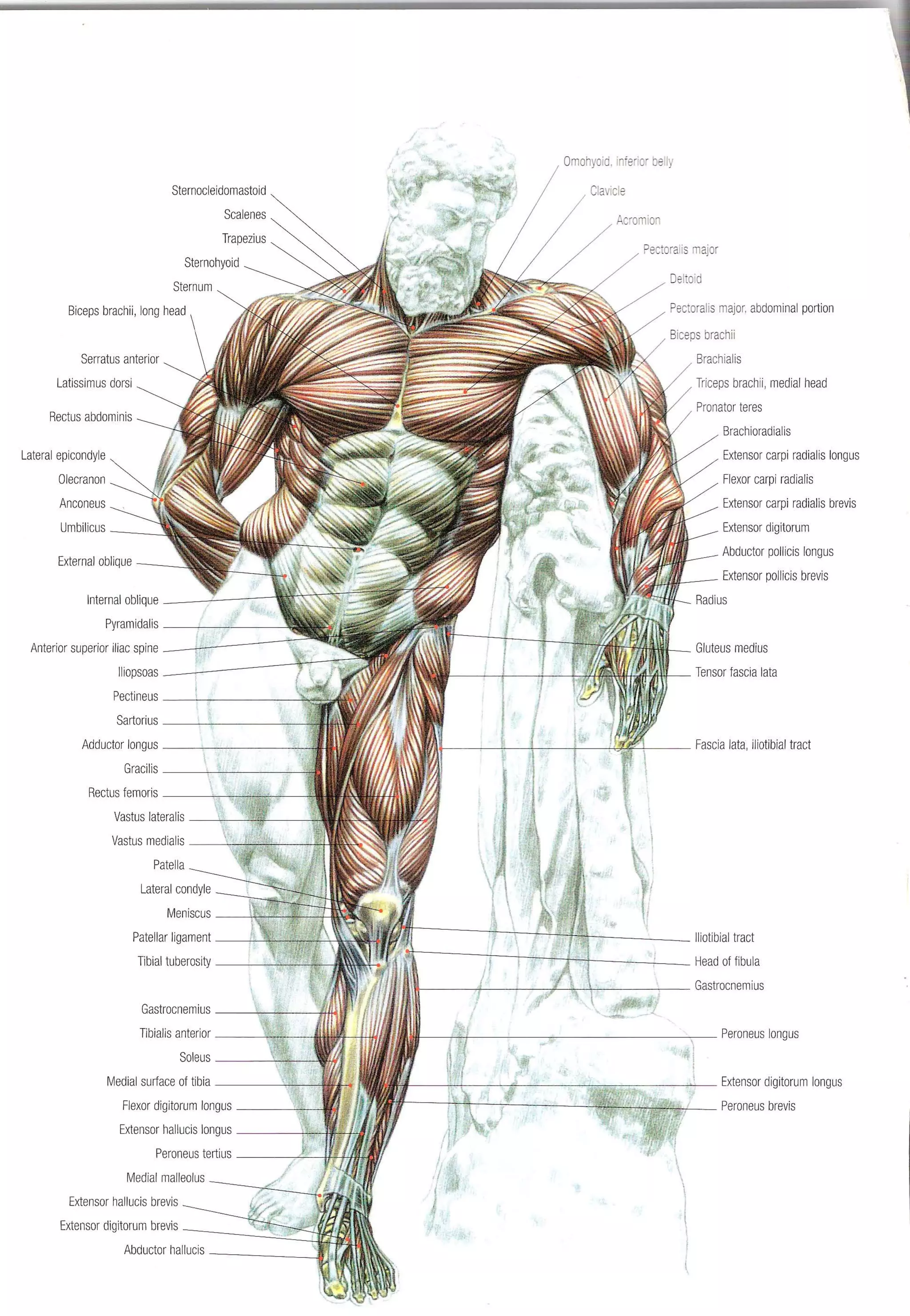 Strength Training Anatomy 2nd Edition