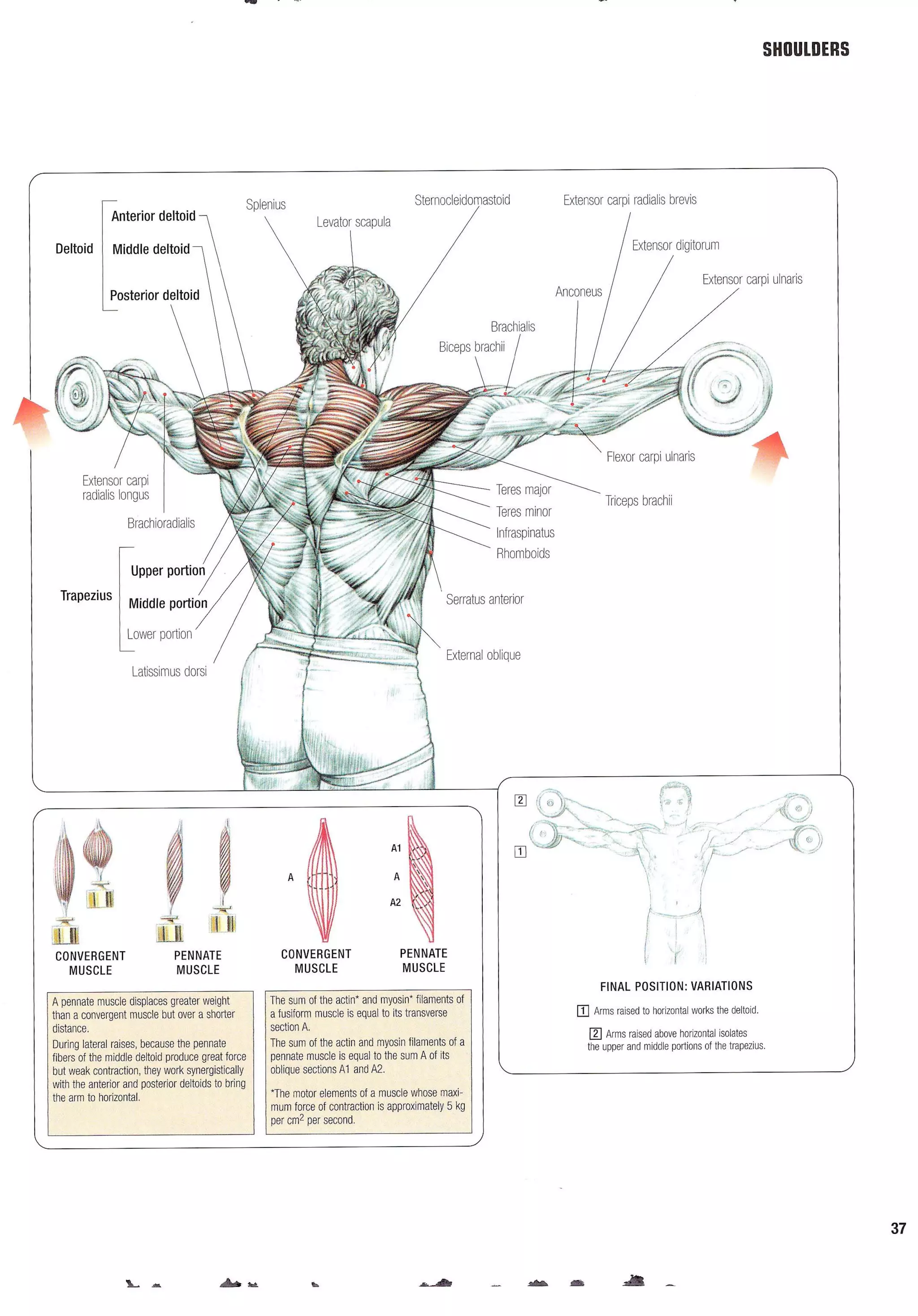 Strength Training Anatomy 2nd Edition
