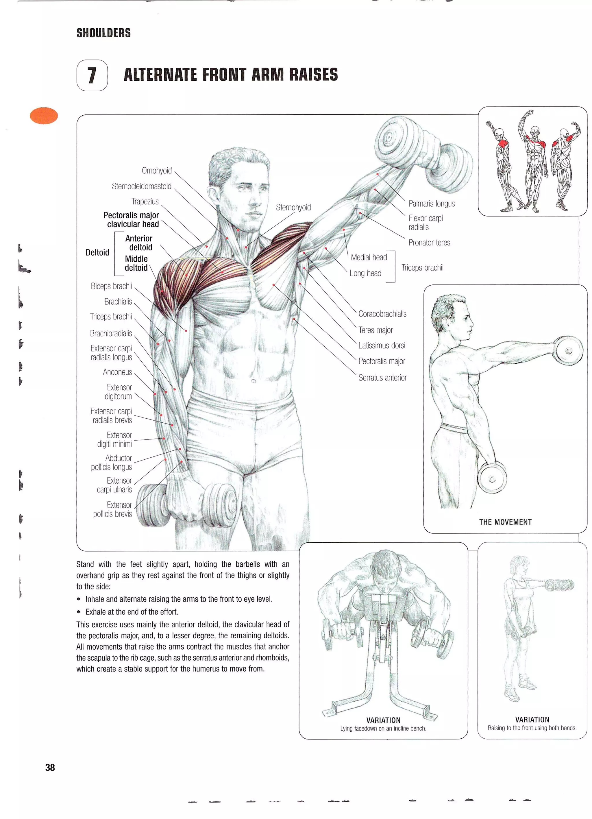 Strength Training Anatomy 2nd Edition