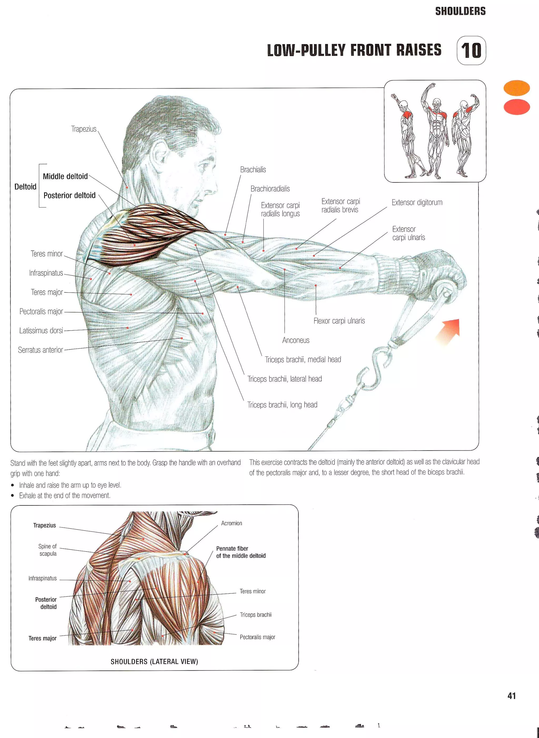 Strength Training Anatomy 2nd Edition