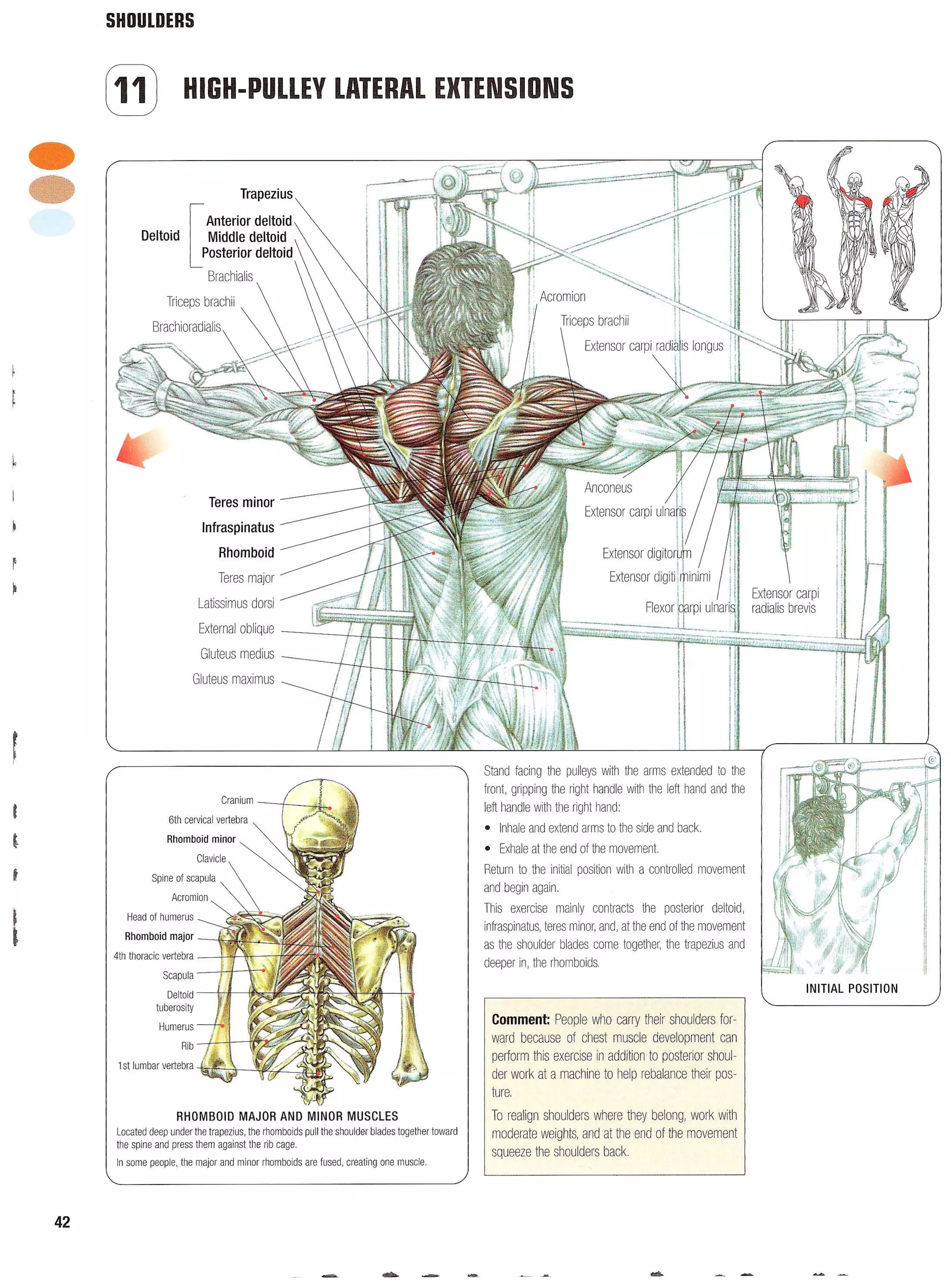 Strength Training Anatomy 2nd Edition