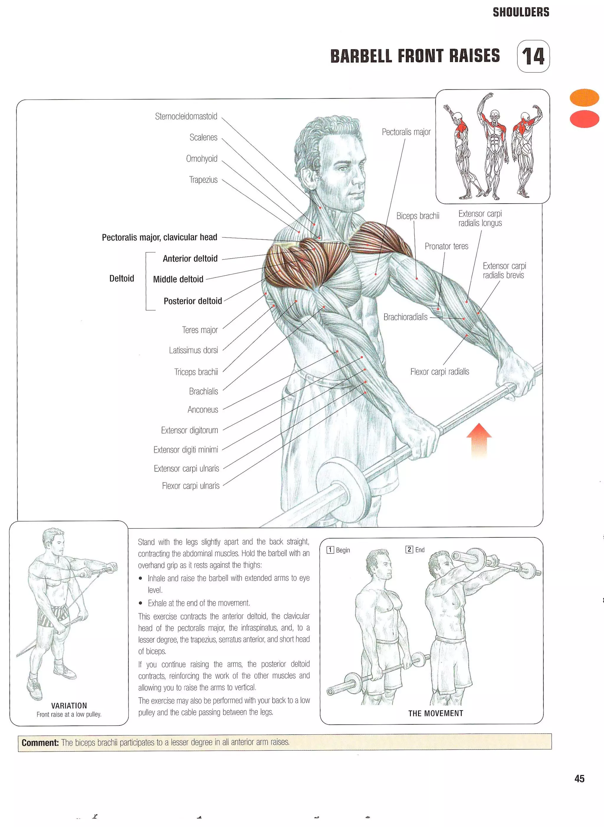 Strength Training Anatomy 2nd Edition