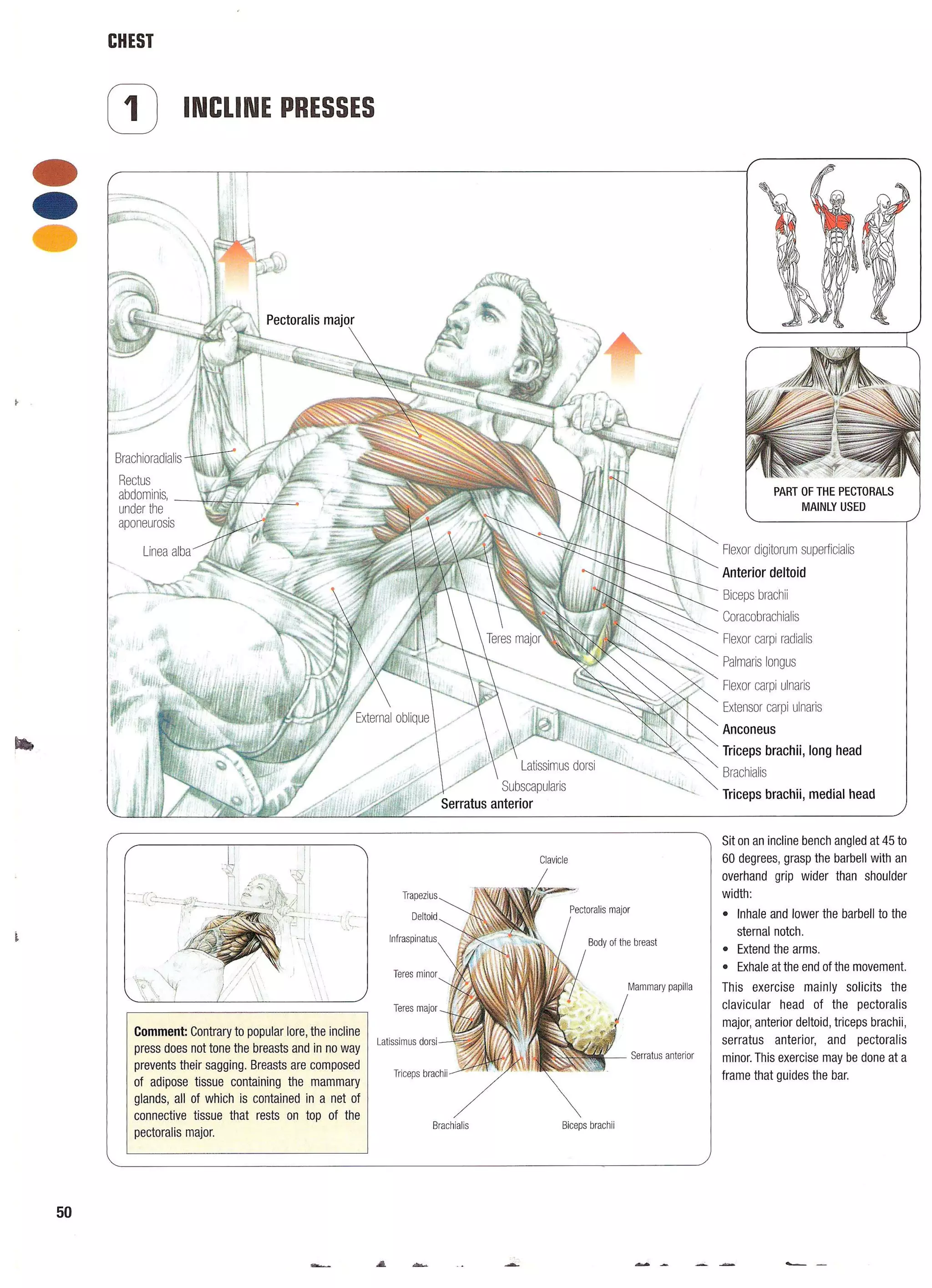 Strength Training Anatomy 2nd Edition