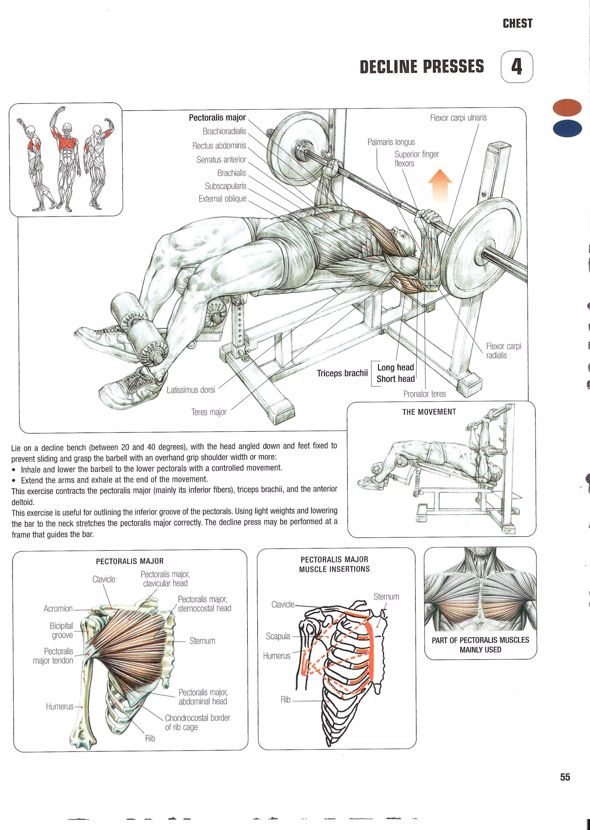 Strength Training Anatomy 2nd Edition