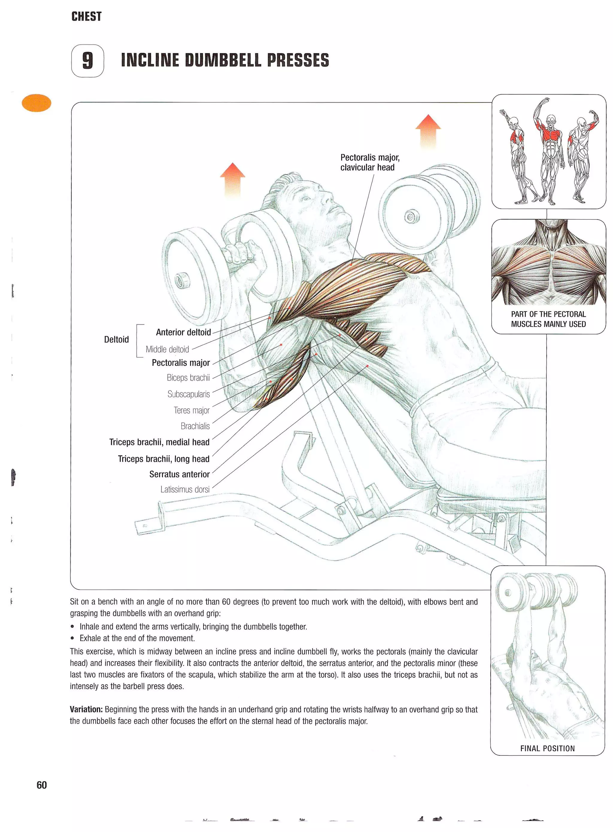 Strength Training Anatomy 2nd Edition