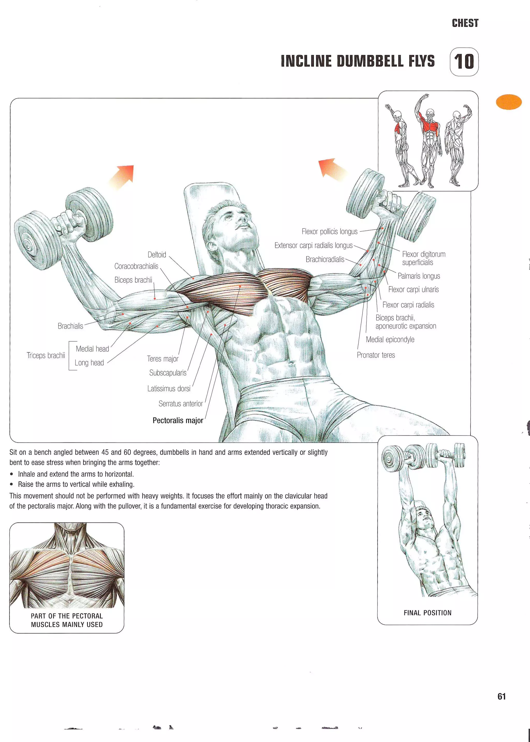 Strength Training Anatomy 2nd Edition