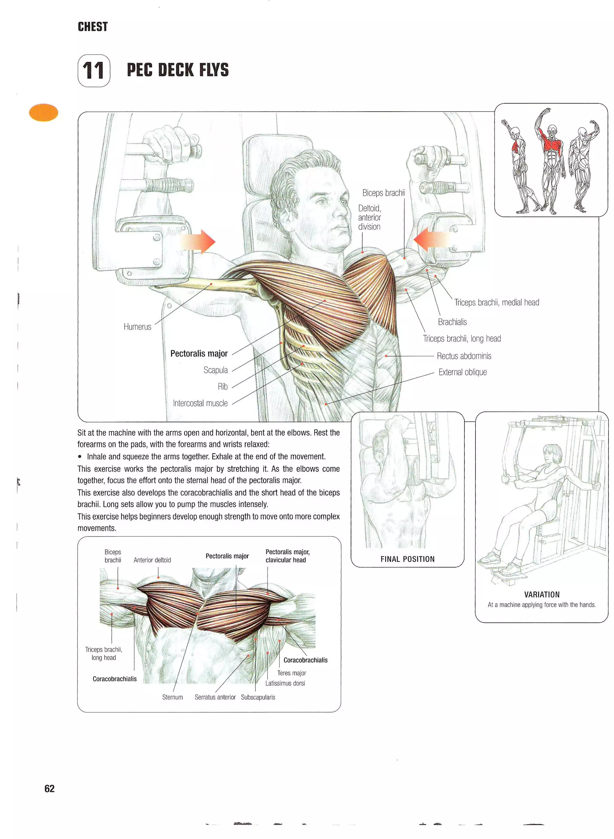 Strength Training Anatomy 2nd Edition