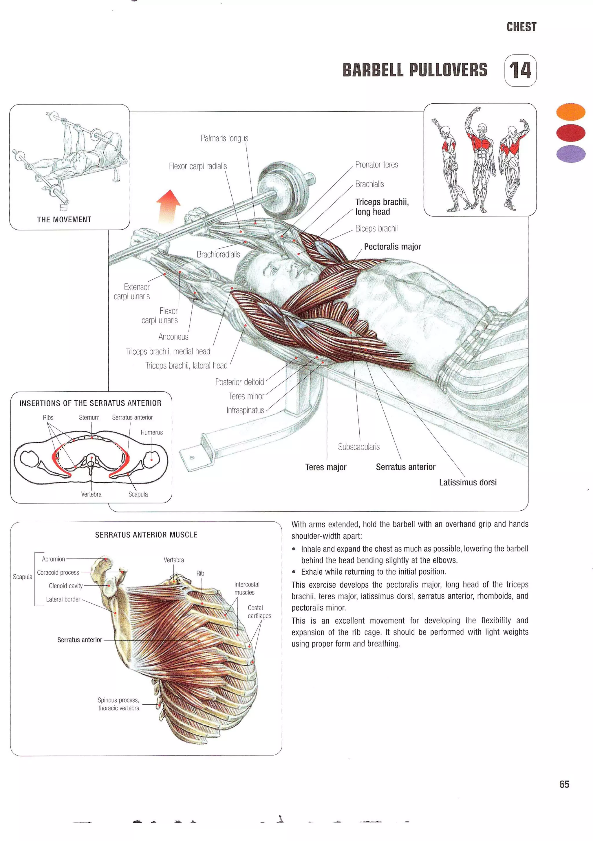 Strength Training Anatomy 2nd Edition