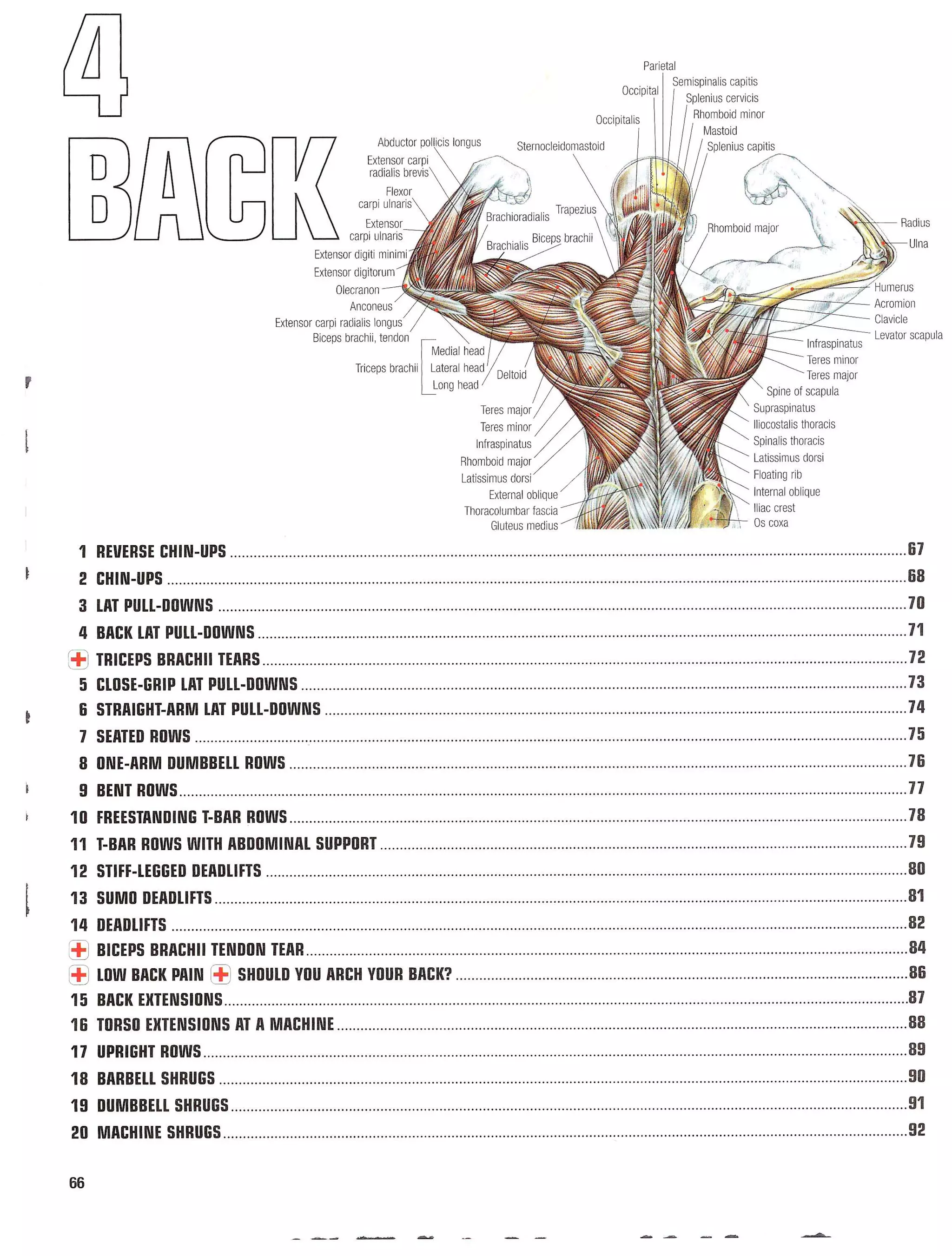 Strength Training Anatomy 2nd Edition
