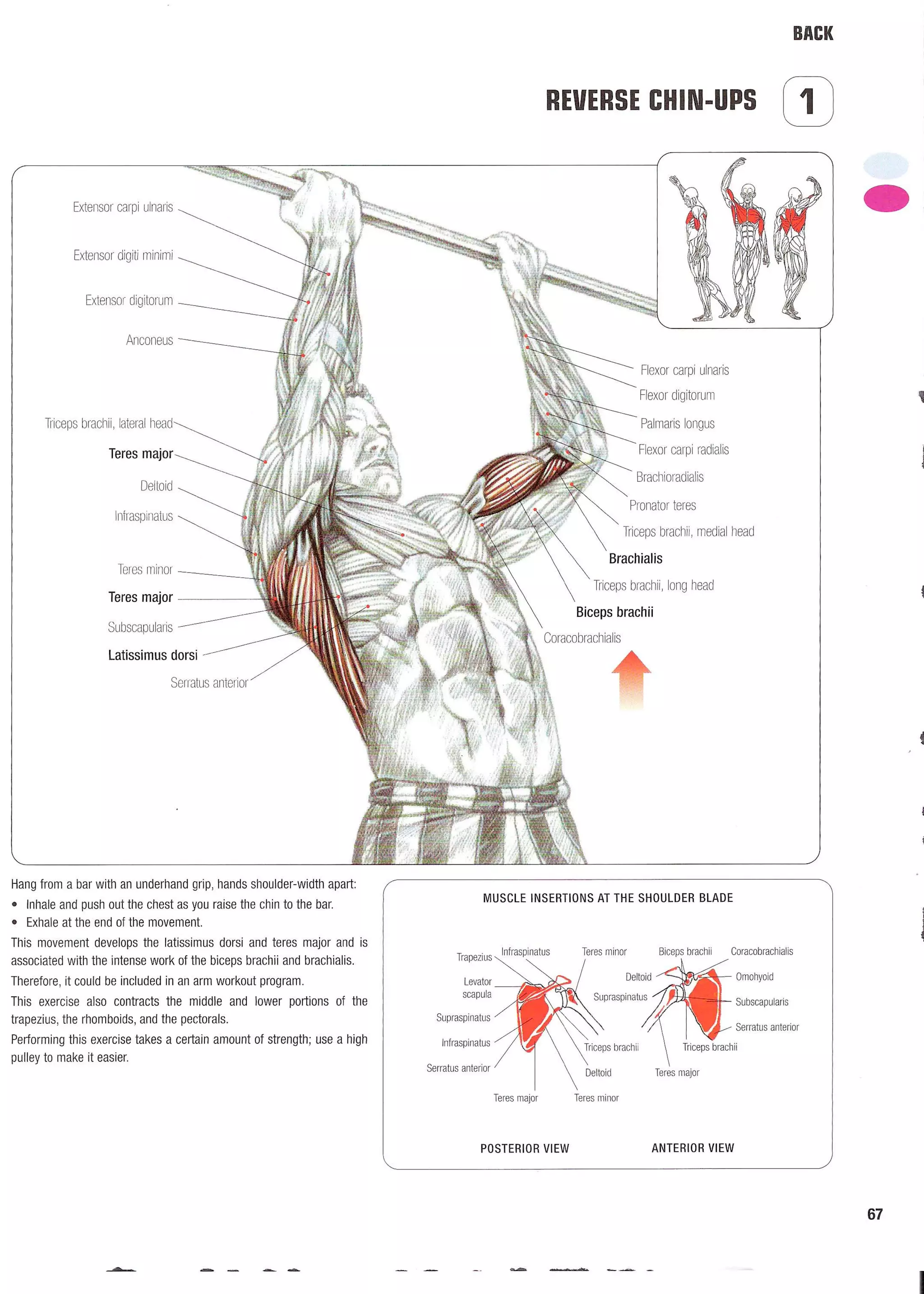 Strength Training Anatomy 2nd Edition