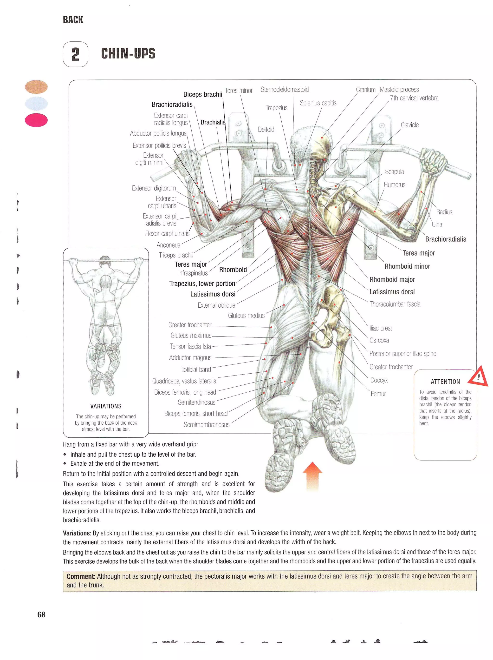 Strength Training Anatomy 2nd Edition