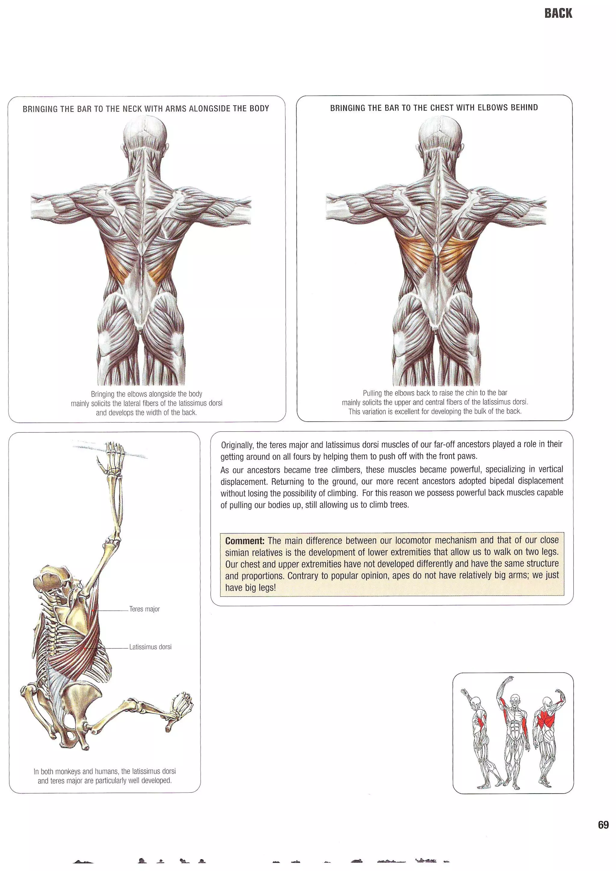 Strength Training Anatomy 2nd Edition