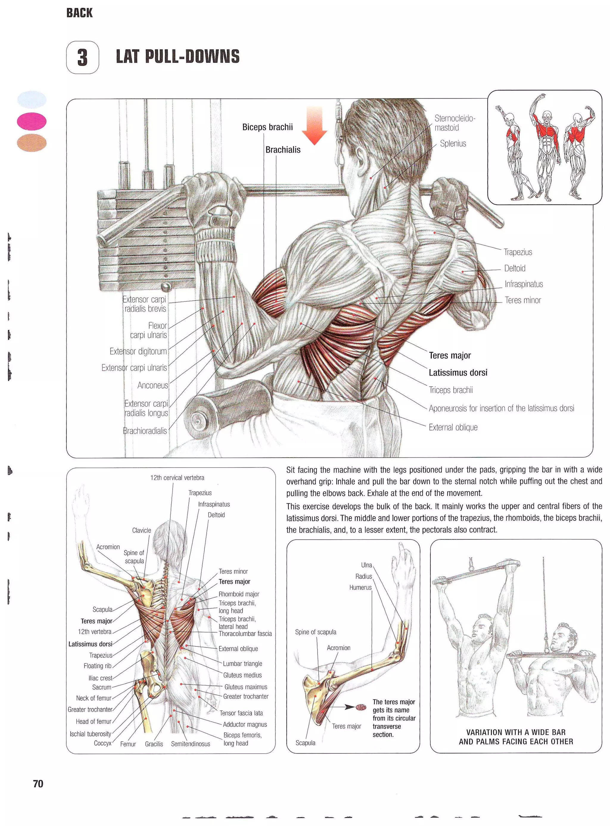 Strength Training Anatomy 2nd Edition
