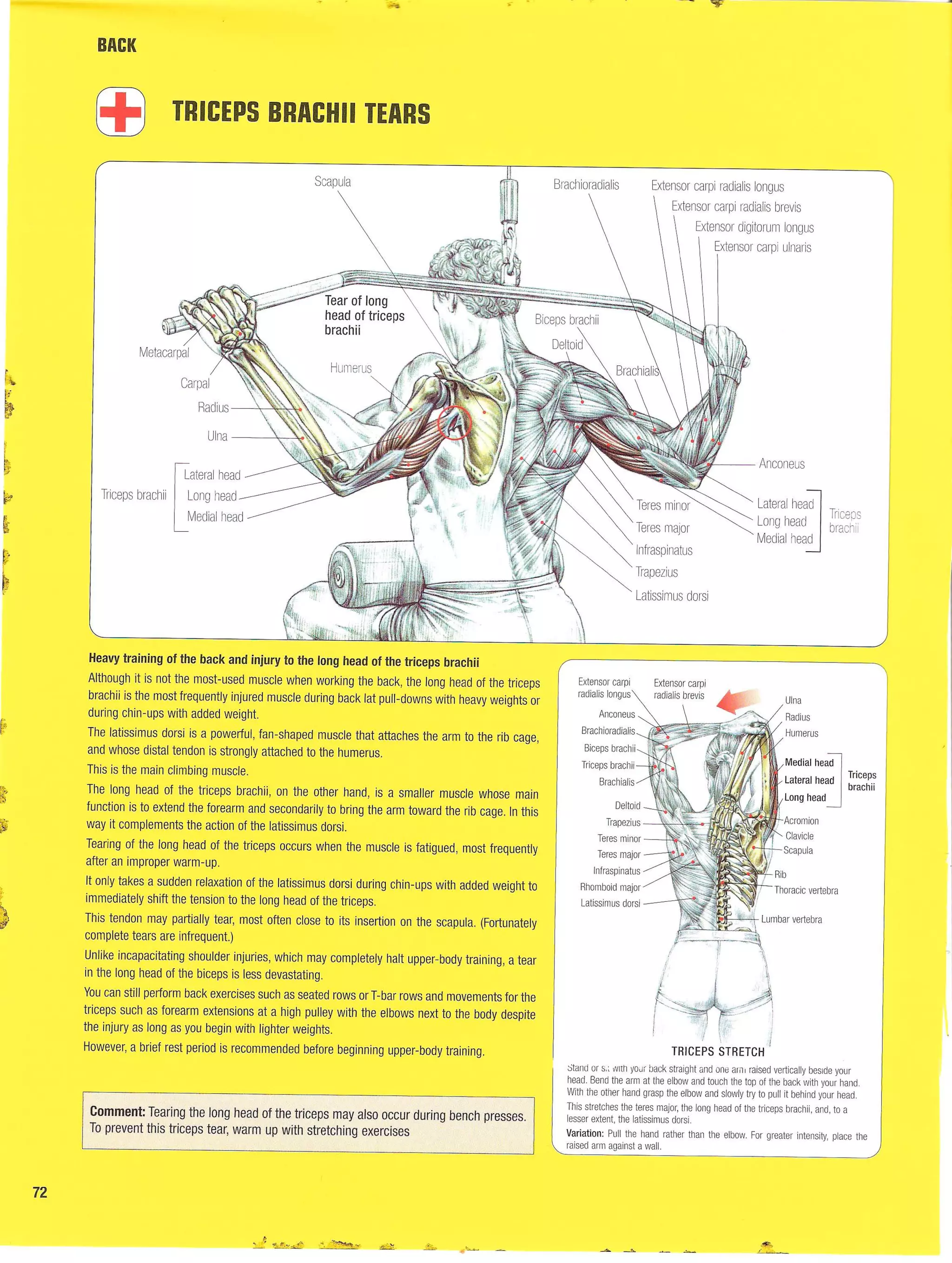 Strength Training Anatomy 2nd Edition