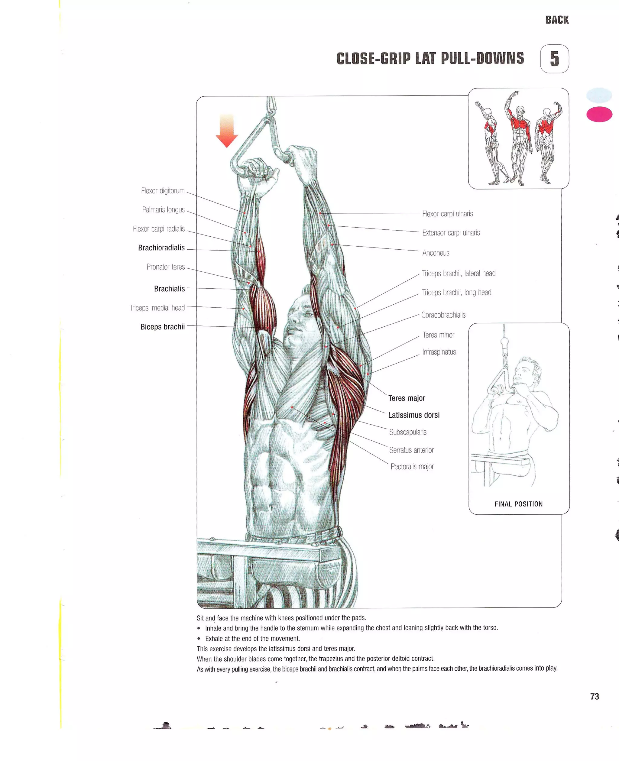 Strength Training Anatomy 2nd Edition