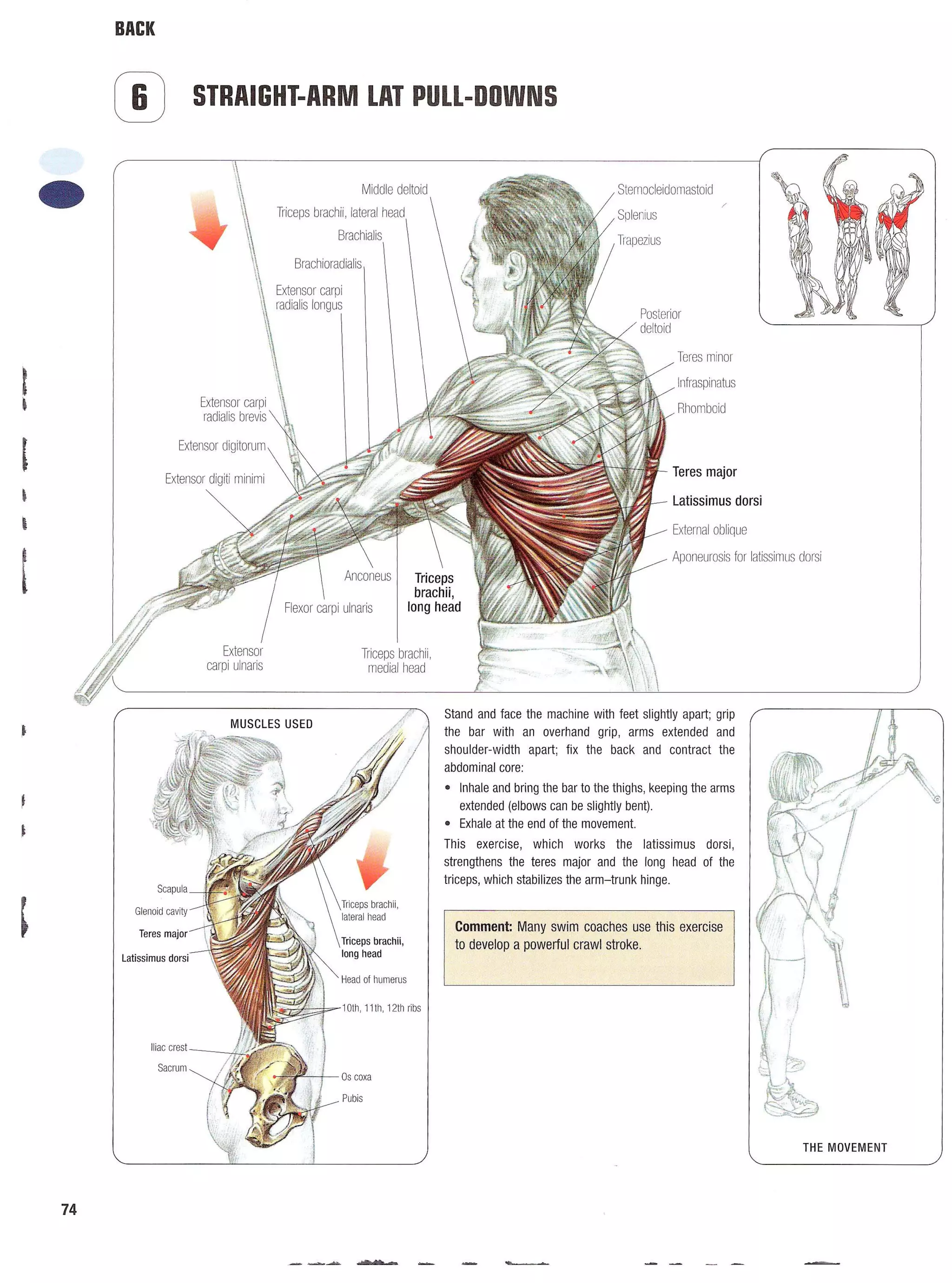 Strength Training Anatomy 2nd Edition