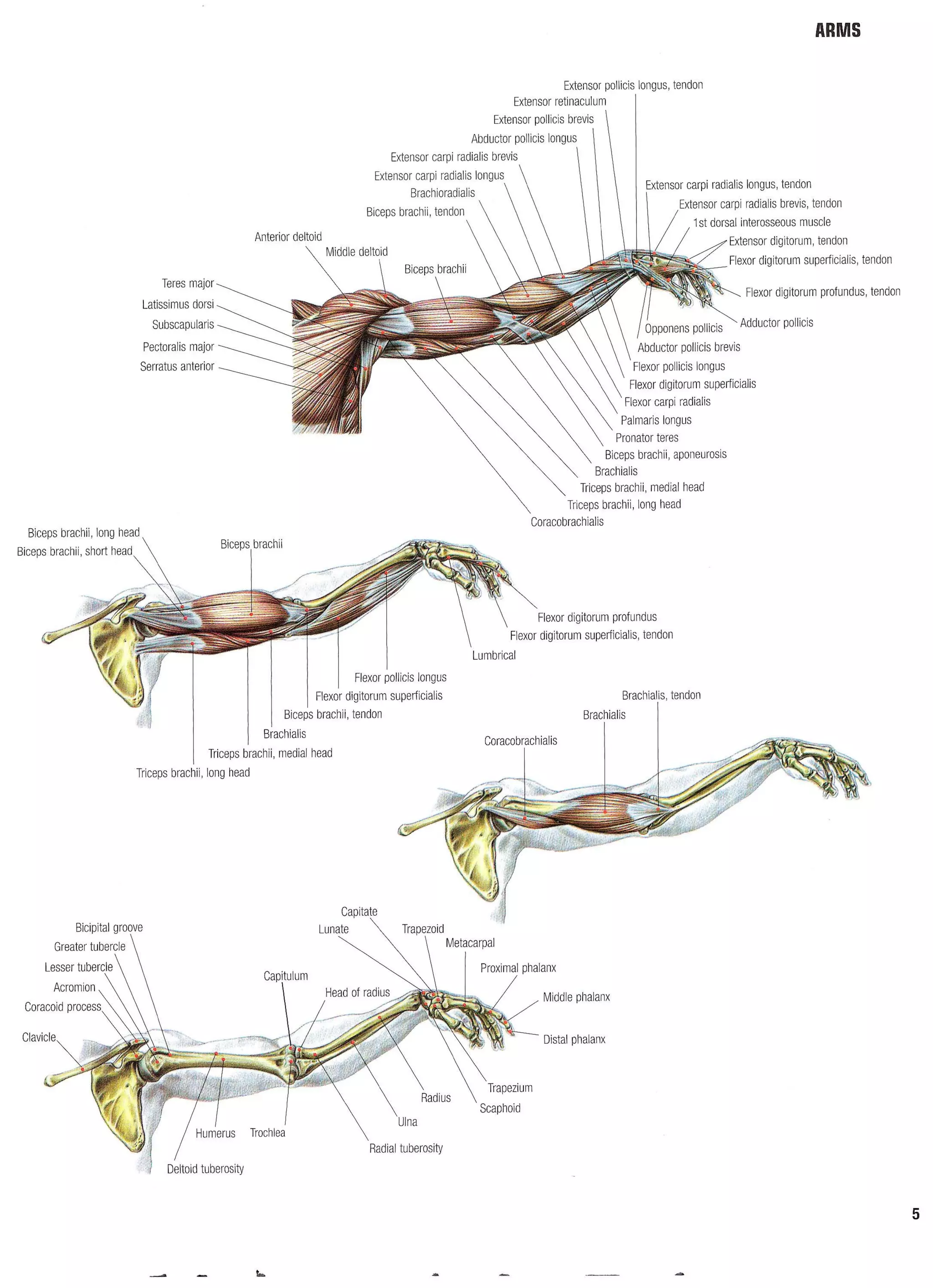 Strength Training Anatomy 2nd Edition