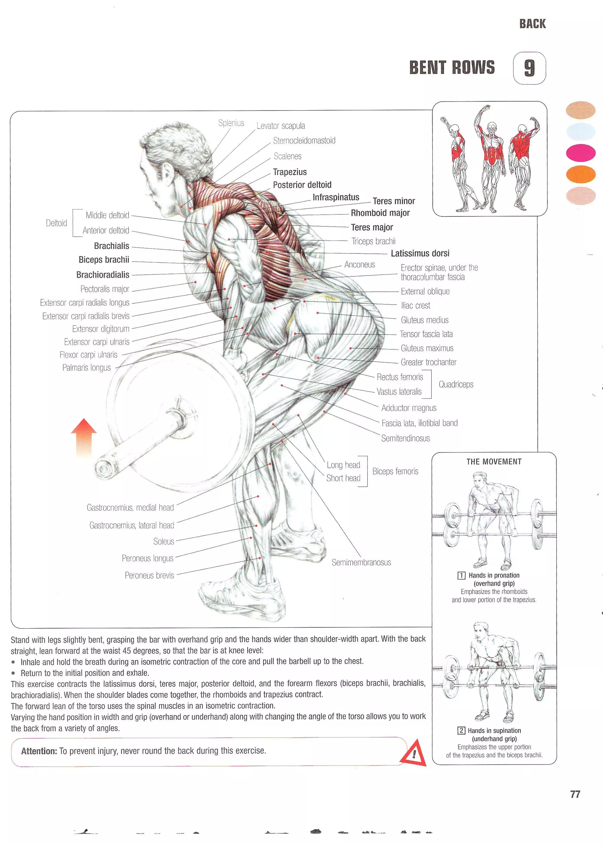 Strength Training Anatomy 2nd Edition