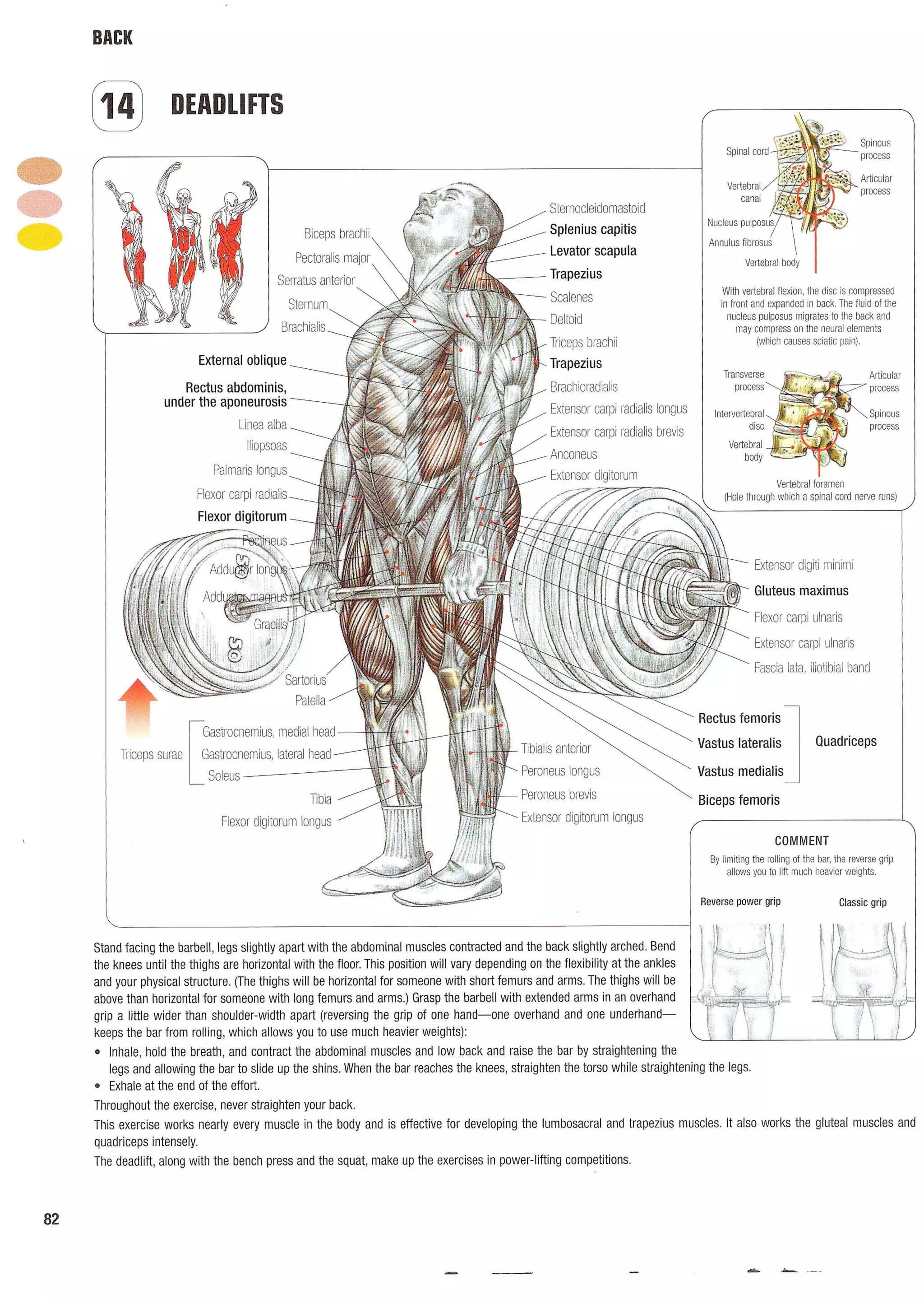 Strength Training Anatomy 2nd Edition