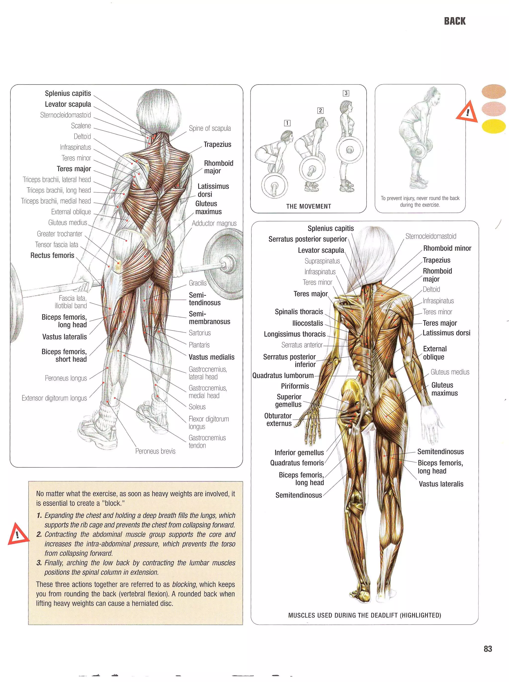Strength Training Anatomy 2nd Edition