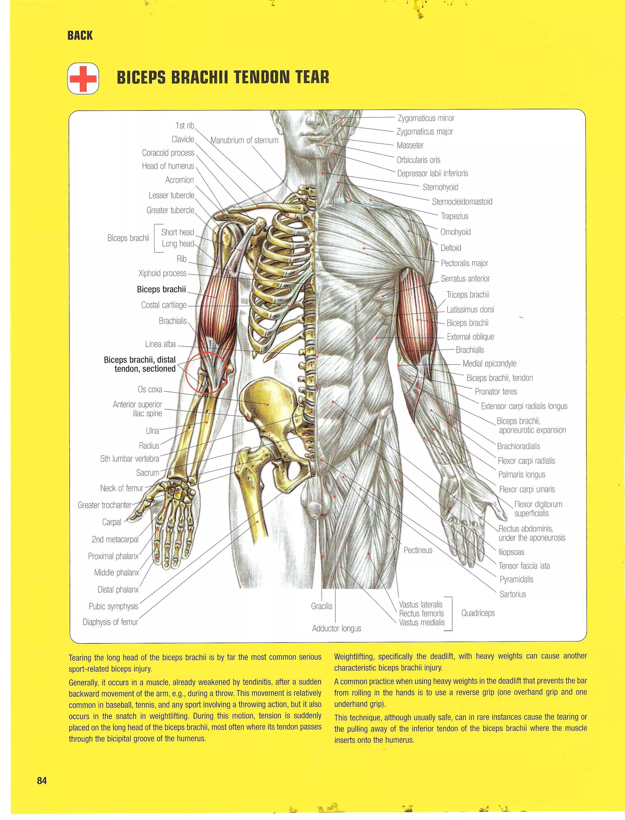 Strength Training Anatomy 2nd Edition