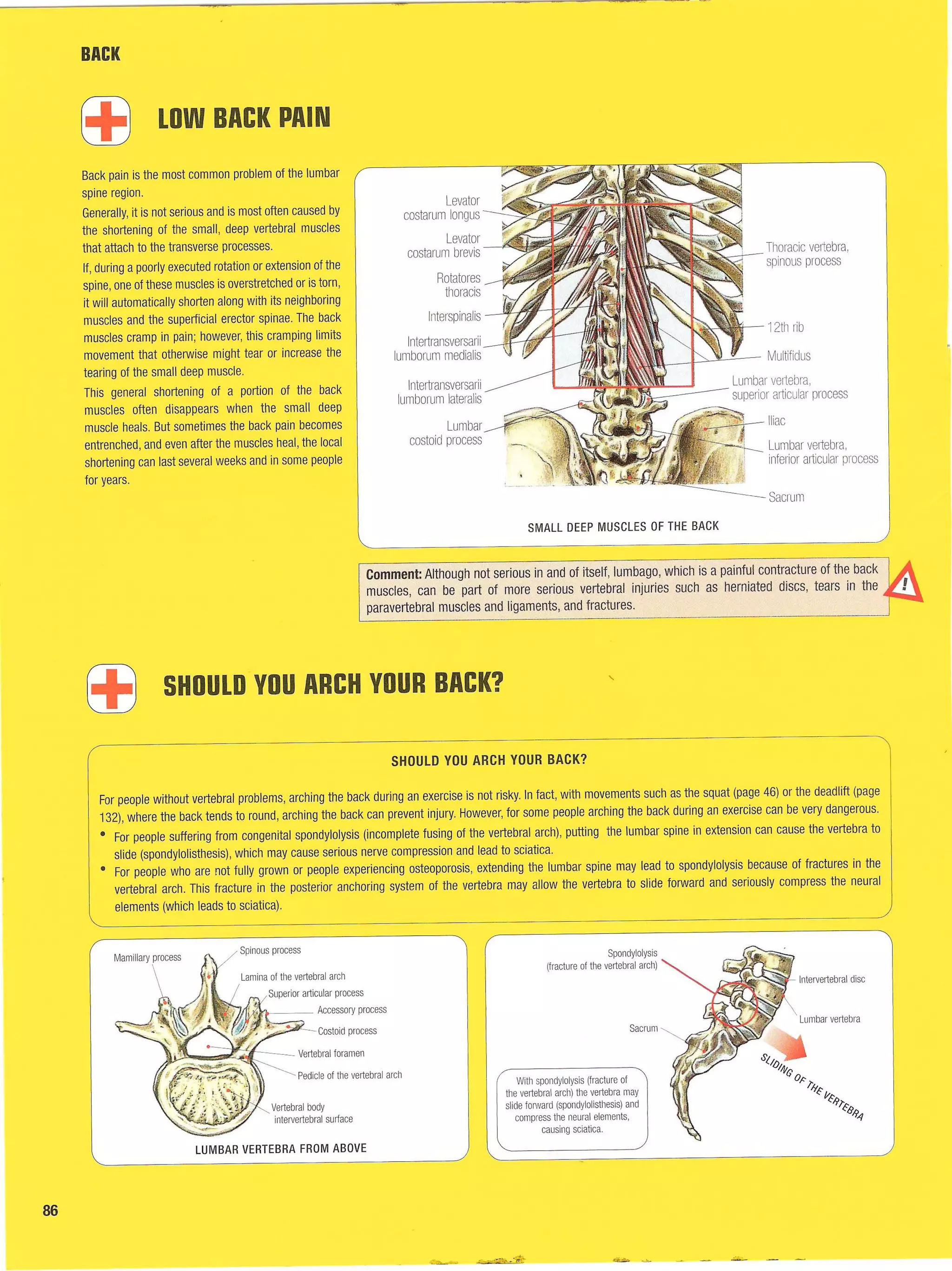 Strength Training Anatomy 2nd Edition