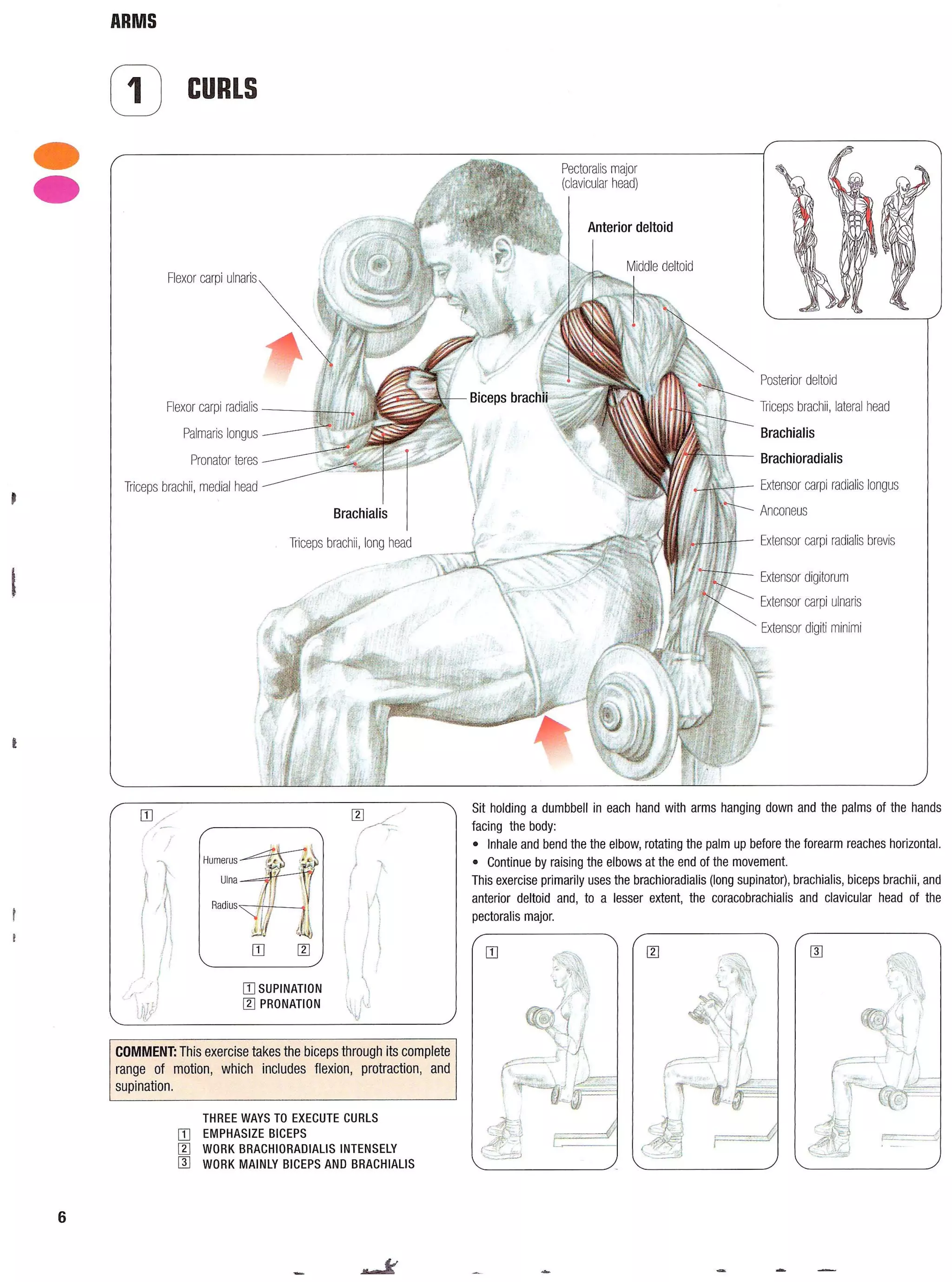 Strength Training Anatomy 2nd Edition