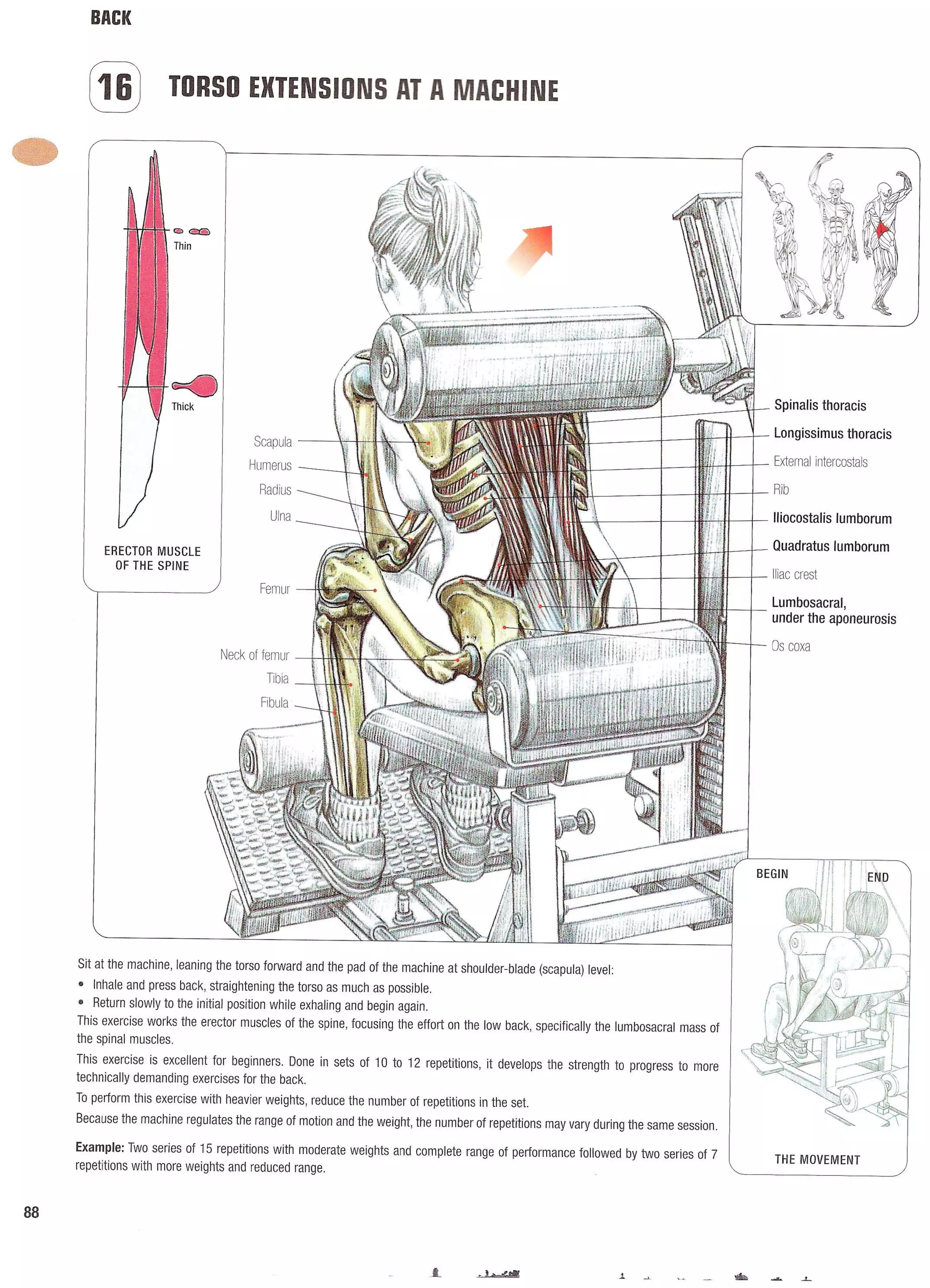 Strength Training Anatomy 2nd Edition