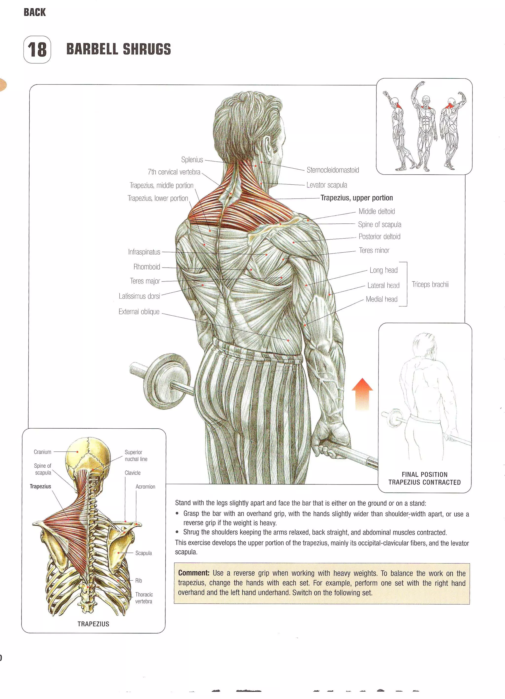 Strength Training Anatomy 2nd Edition