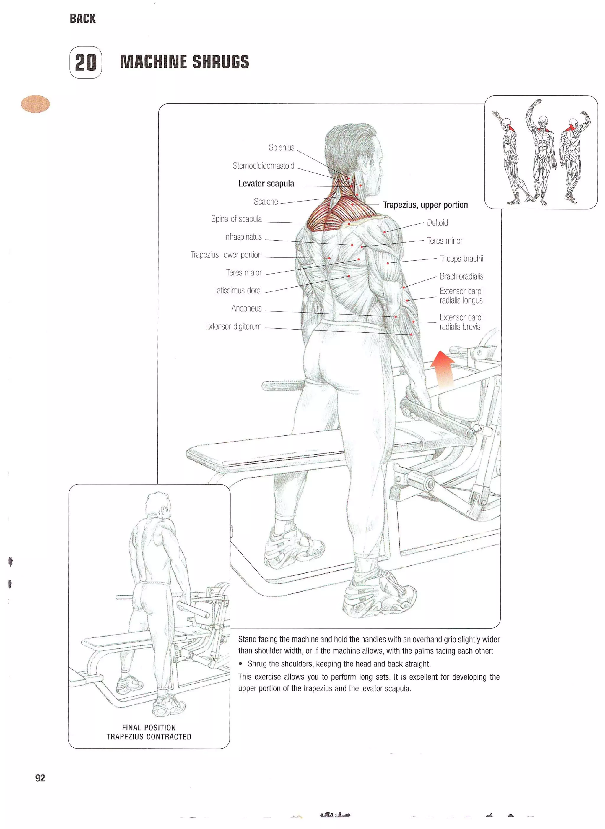 Strength Training Anatomy 2nd Edition