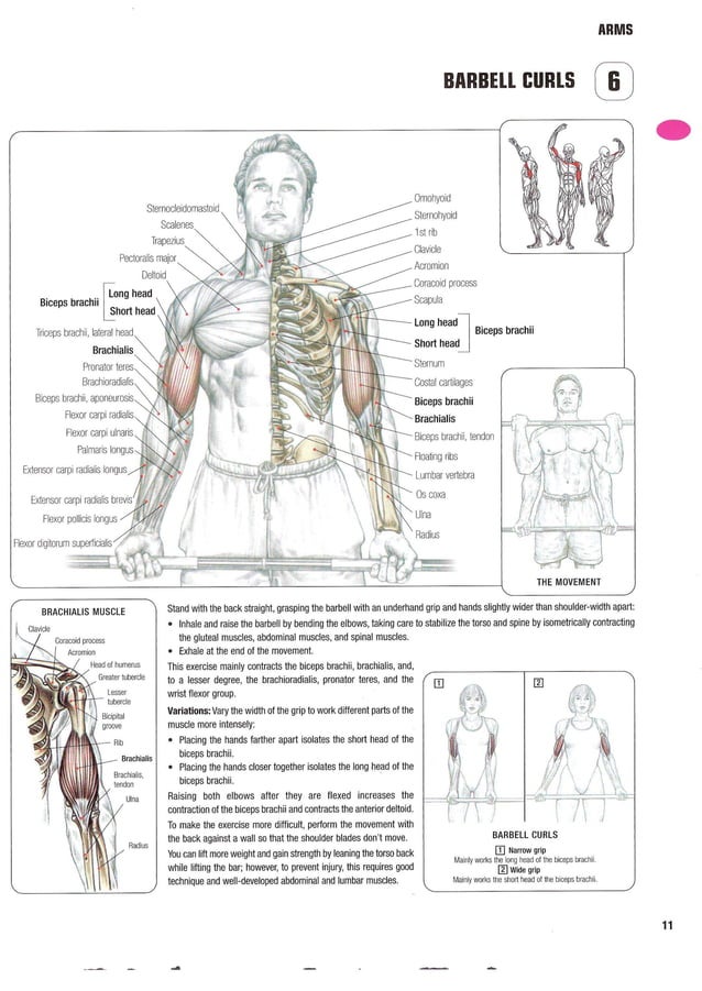 Strength Training Anatomy 2nd Edition | PDF