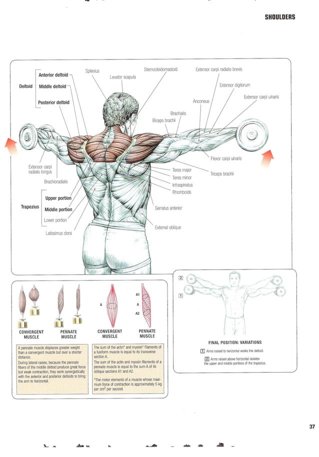 Strength Training Anatomy 2nd Edition | PDF