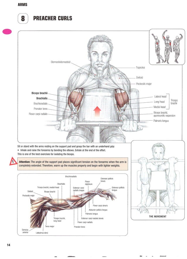 Strength Training Anatomy 2nd Edition