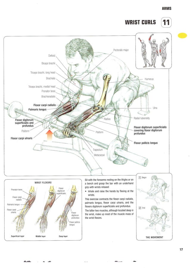 Strength Training Anatomy 2nd Edition