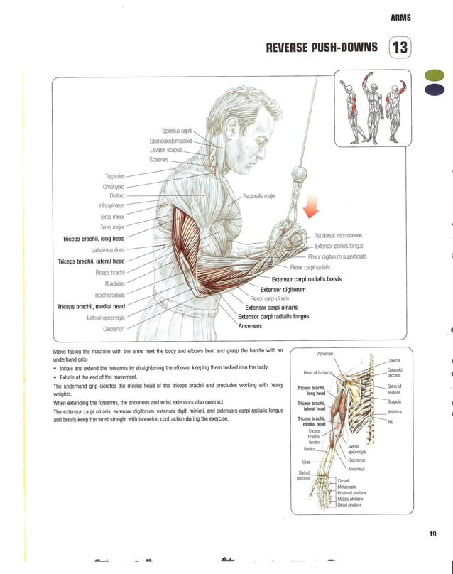 Strength Training Anatomy 2nd Edition
