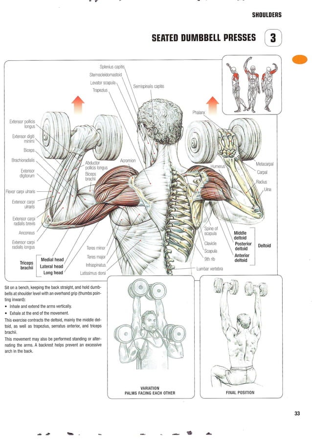 Strength Training Anatomy 2nd Edition