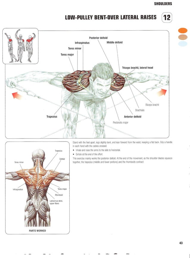 Strength Training Anatomy 2nd Edition