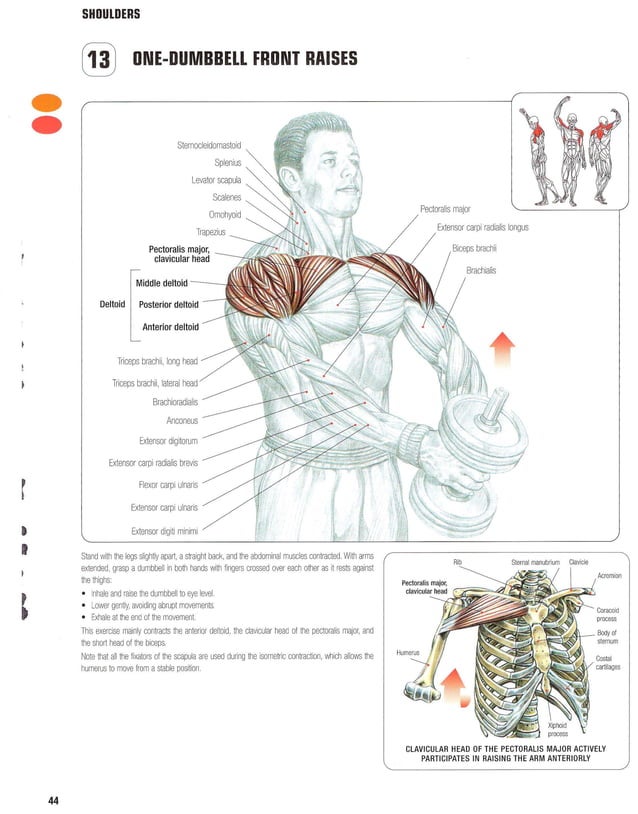 Strength Training Anatomy 2nd Edition